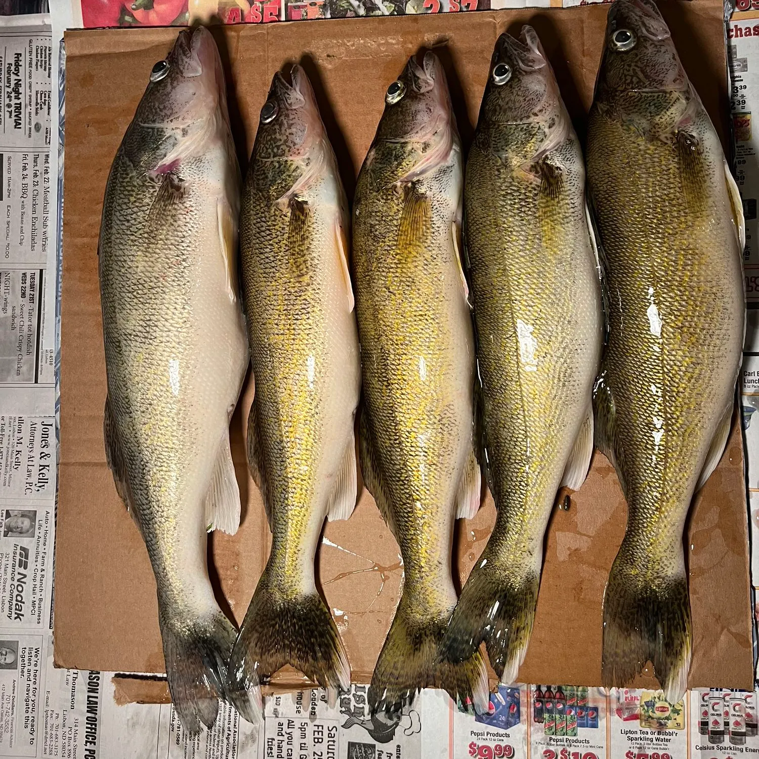 recently logged catches