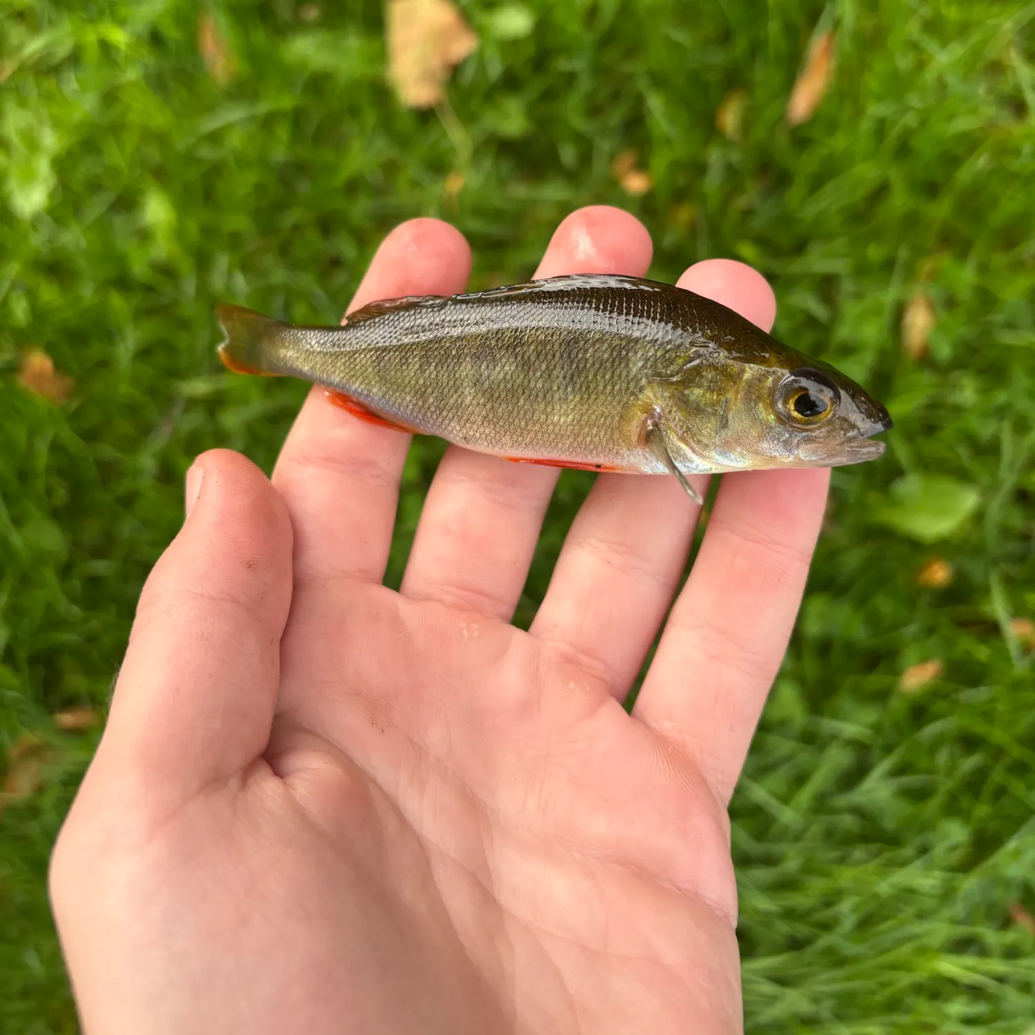 European perch caught on Fishbrain