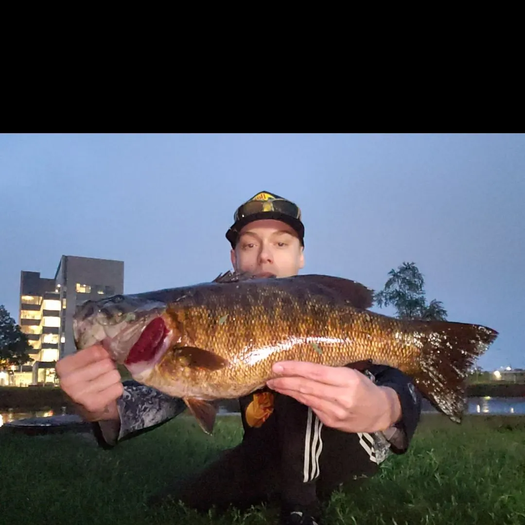 Smallmouth bass caught on Fishbrain