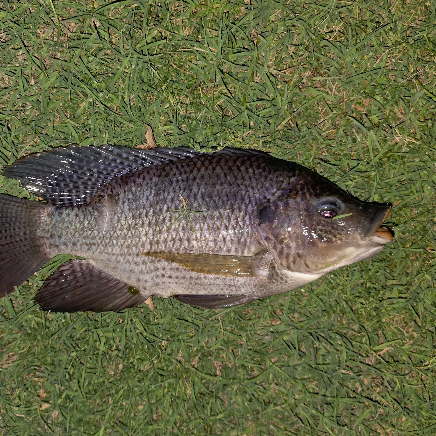 Blue tilapia caught on Fishbrain