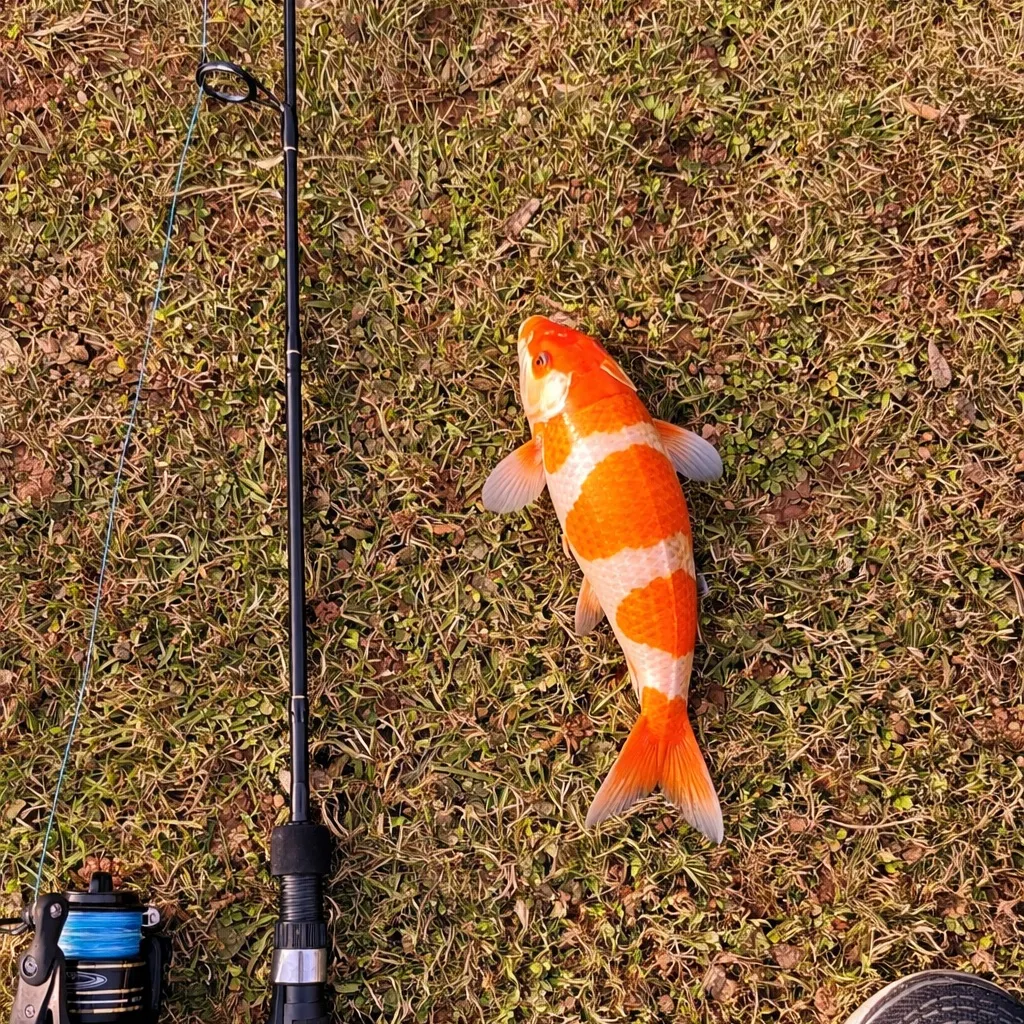 The most recent Koi carp catches on Fishbrain