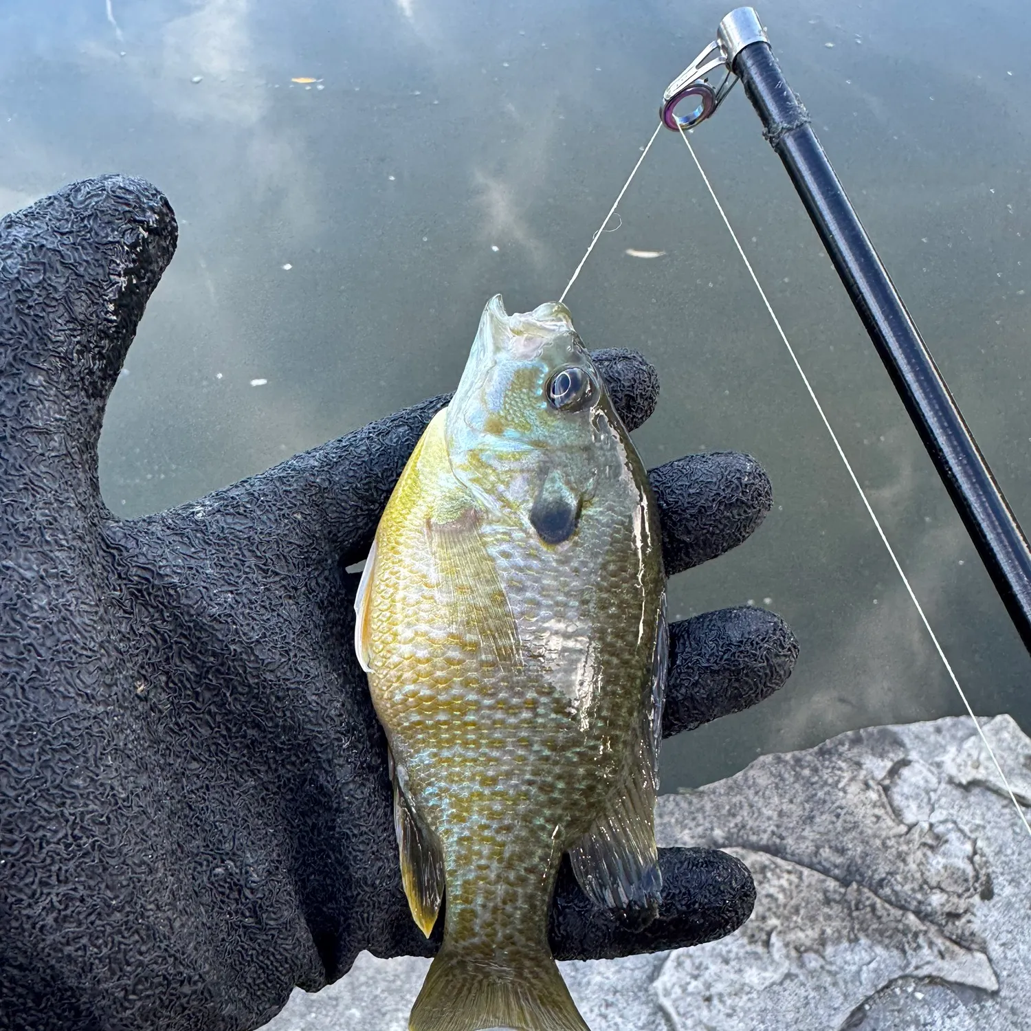 Bluegill caught on Fishbrain