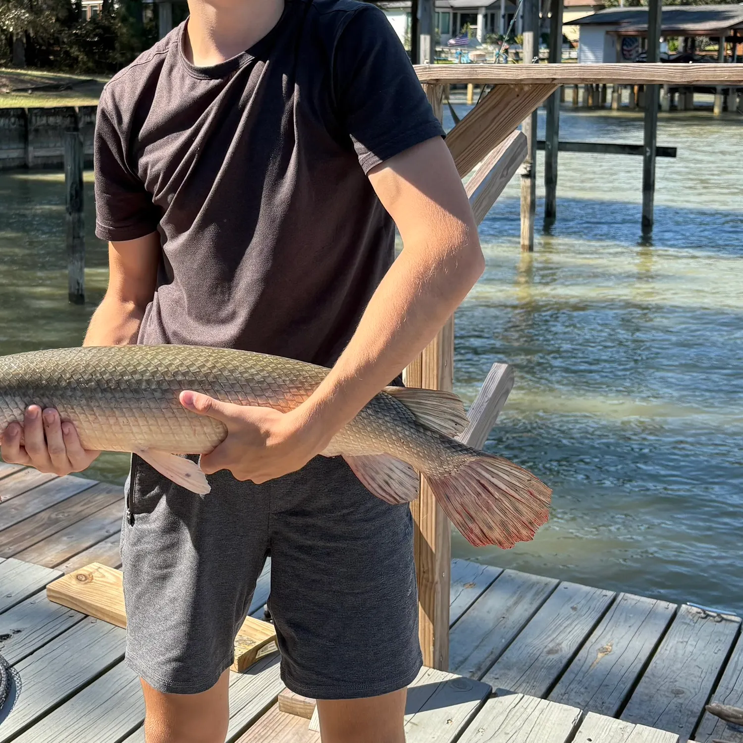 Alligator gar caught on Fishbrain