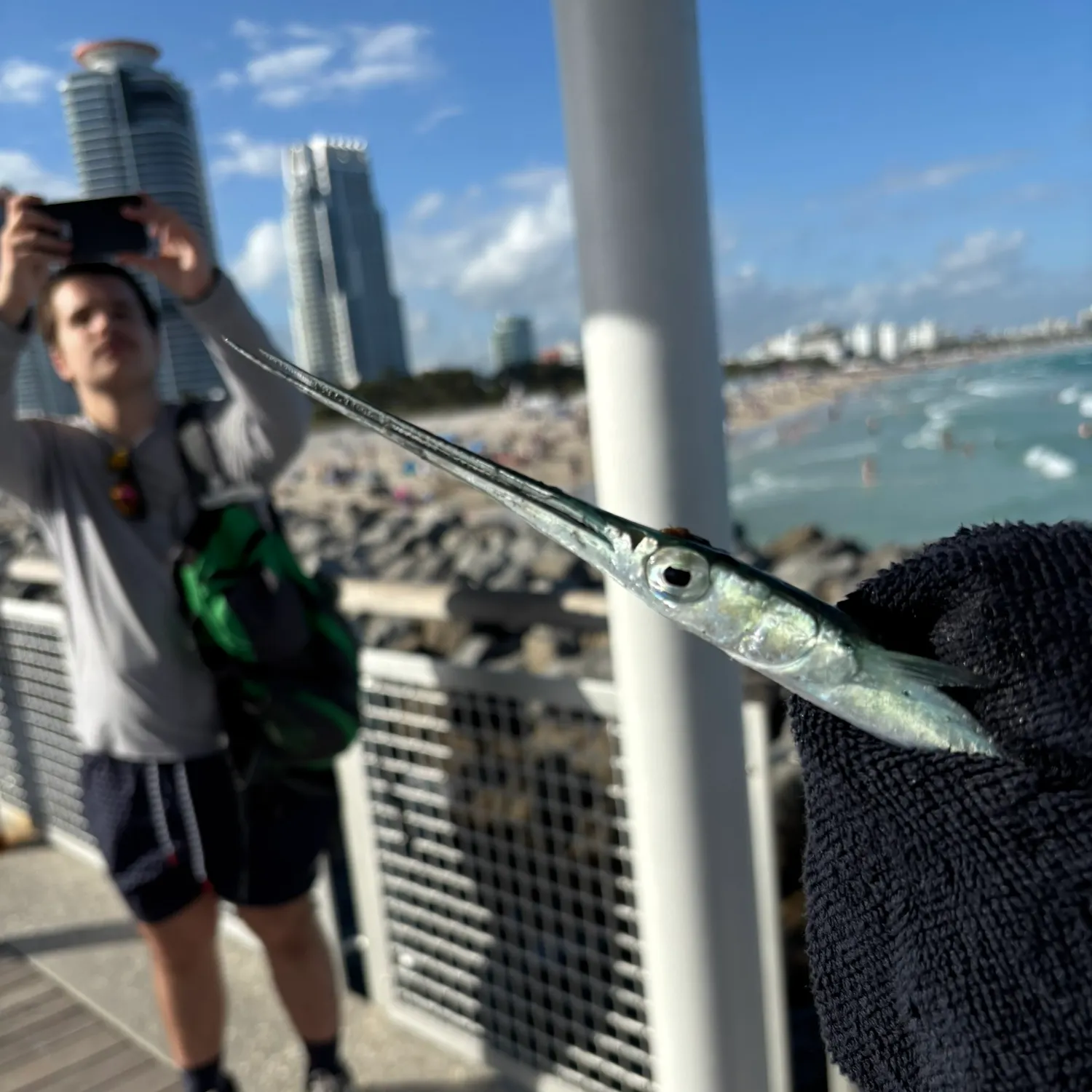 The most recent Atlantic needlefish catches on Fishbrain