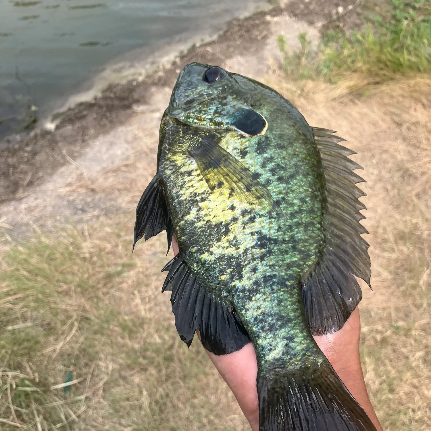The most recent Longear sunfish catches on Fishbrain