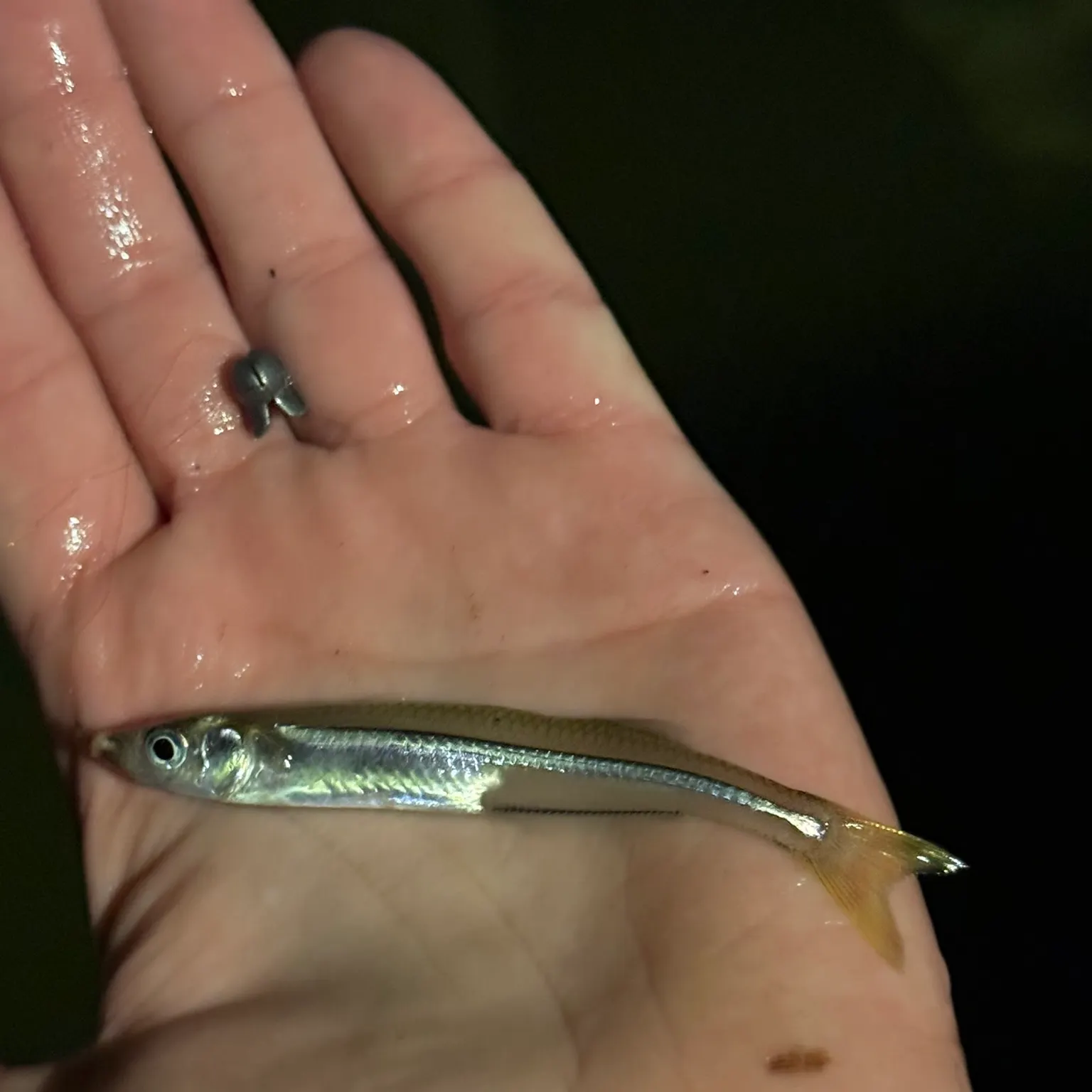 The most recent Atlantic silverside catches on Fishbrain