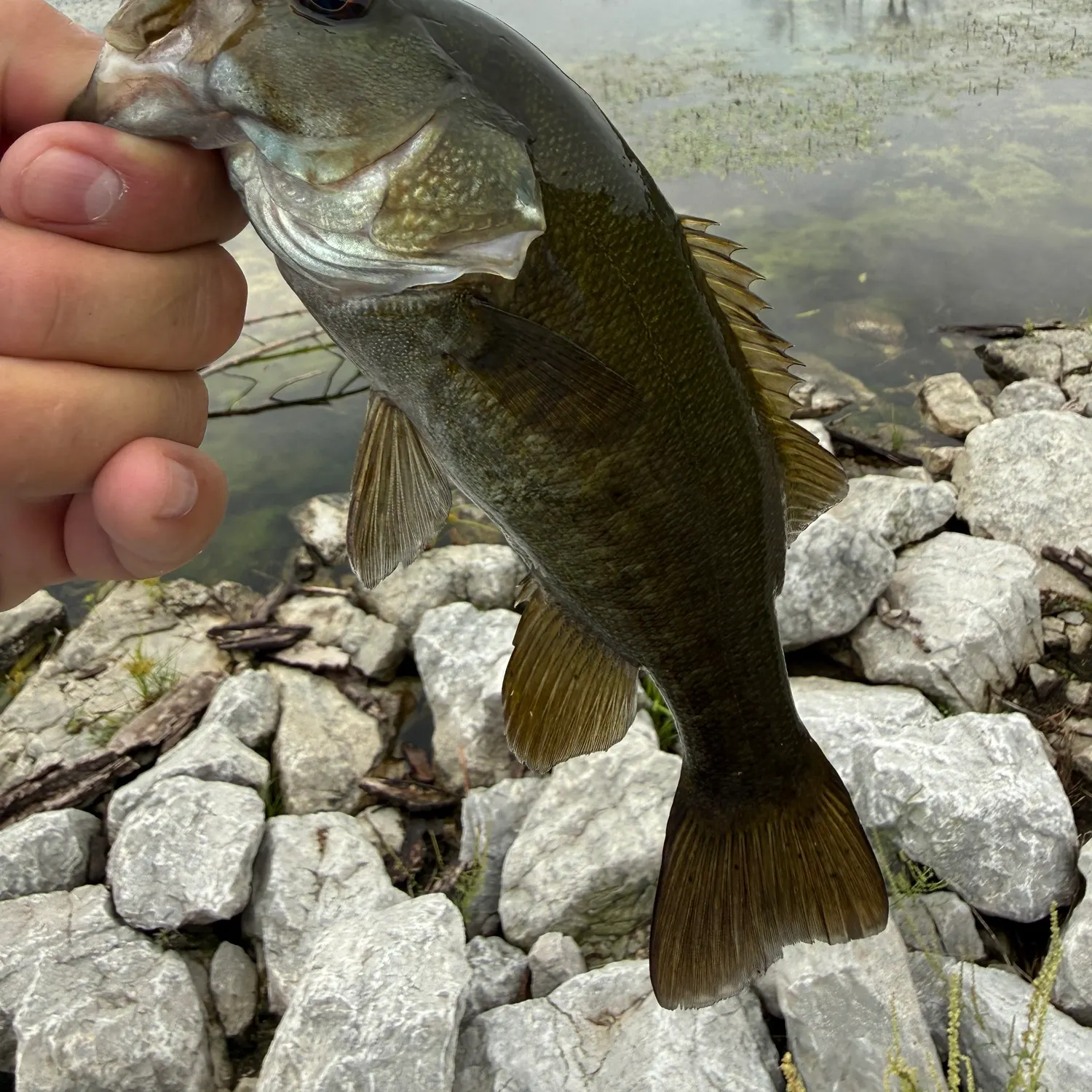 Smallmouth bass caught on Fishbrain