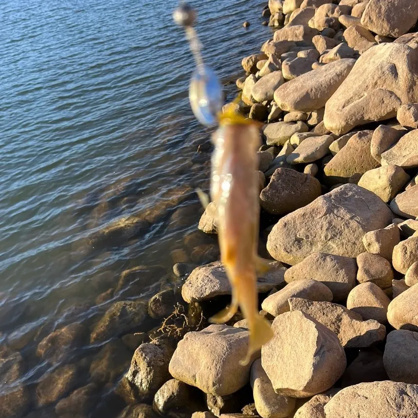 Smallmouth bass caught on Fishbrain