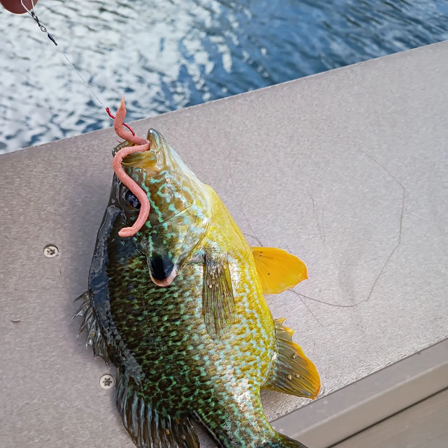 Green sunfish caught on Fishbrain