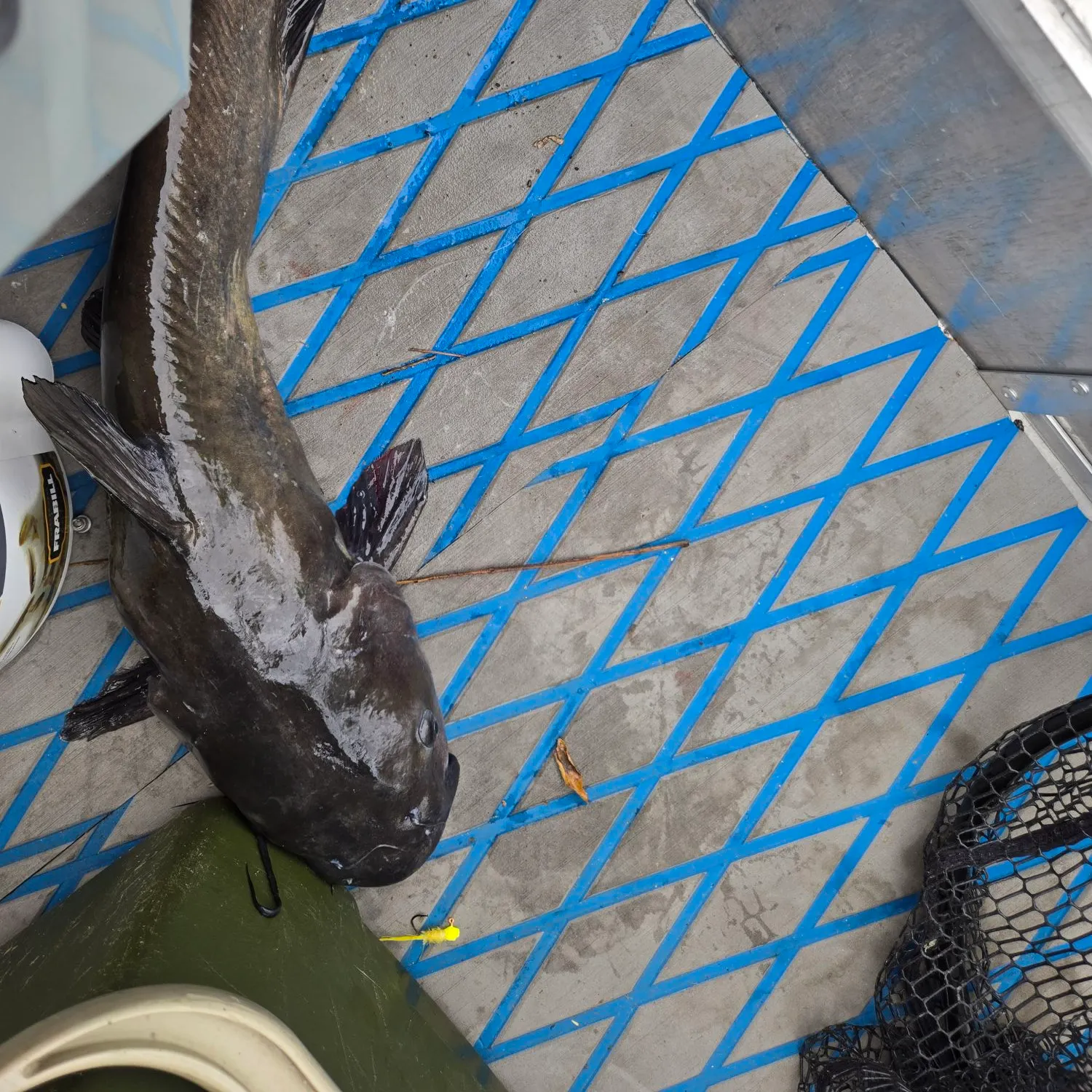 Channel catfish caught on Fishbrain