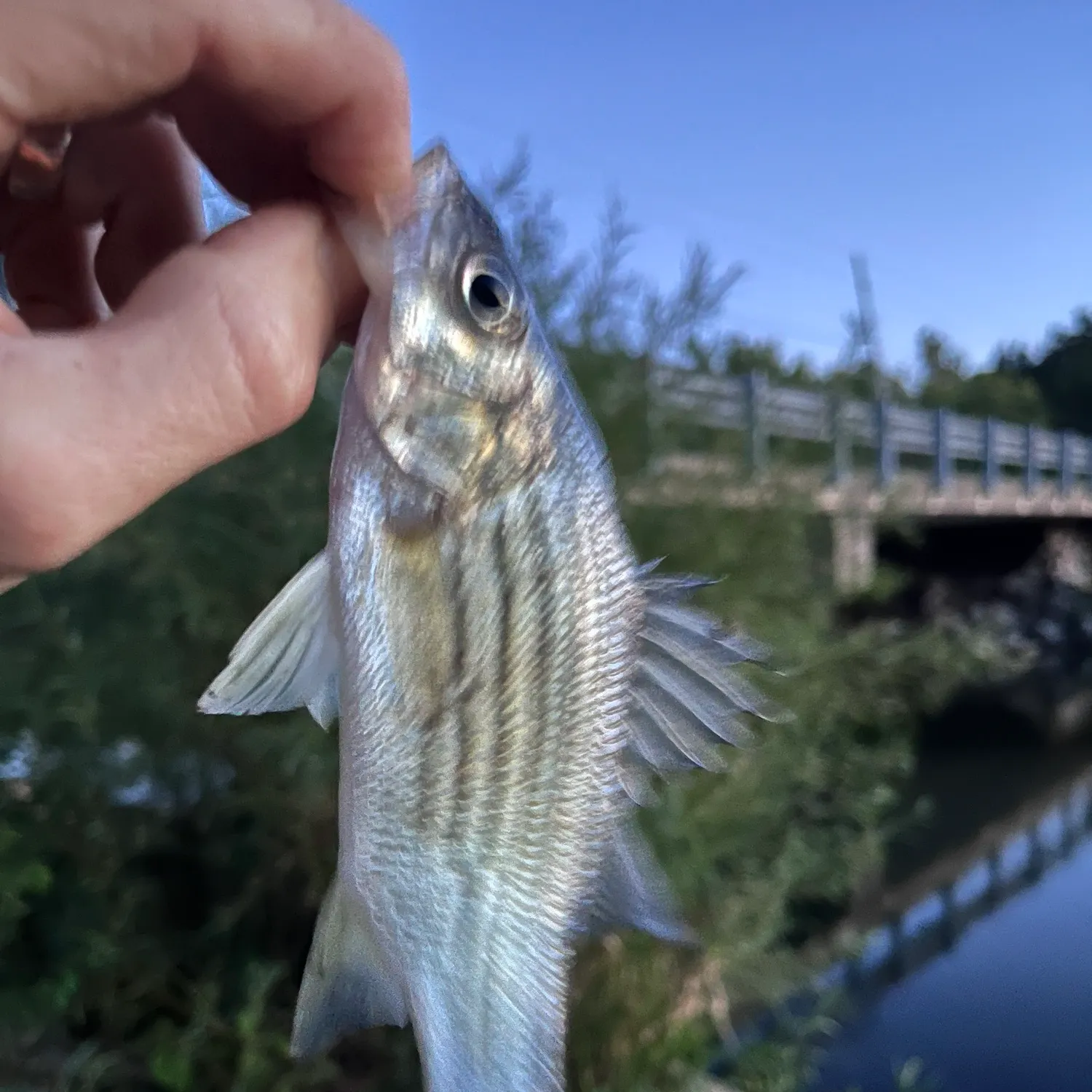 Yellow bass caught on Fishbrain