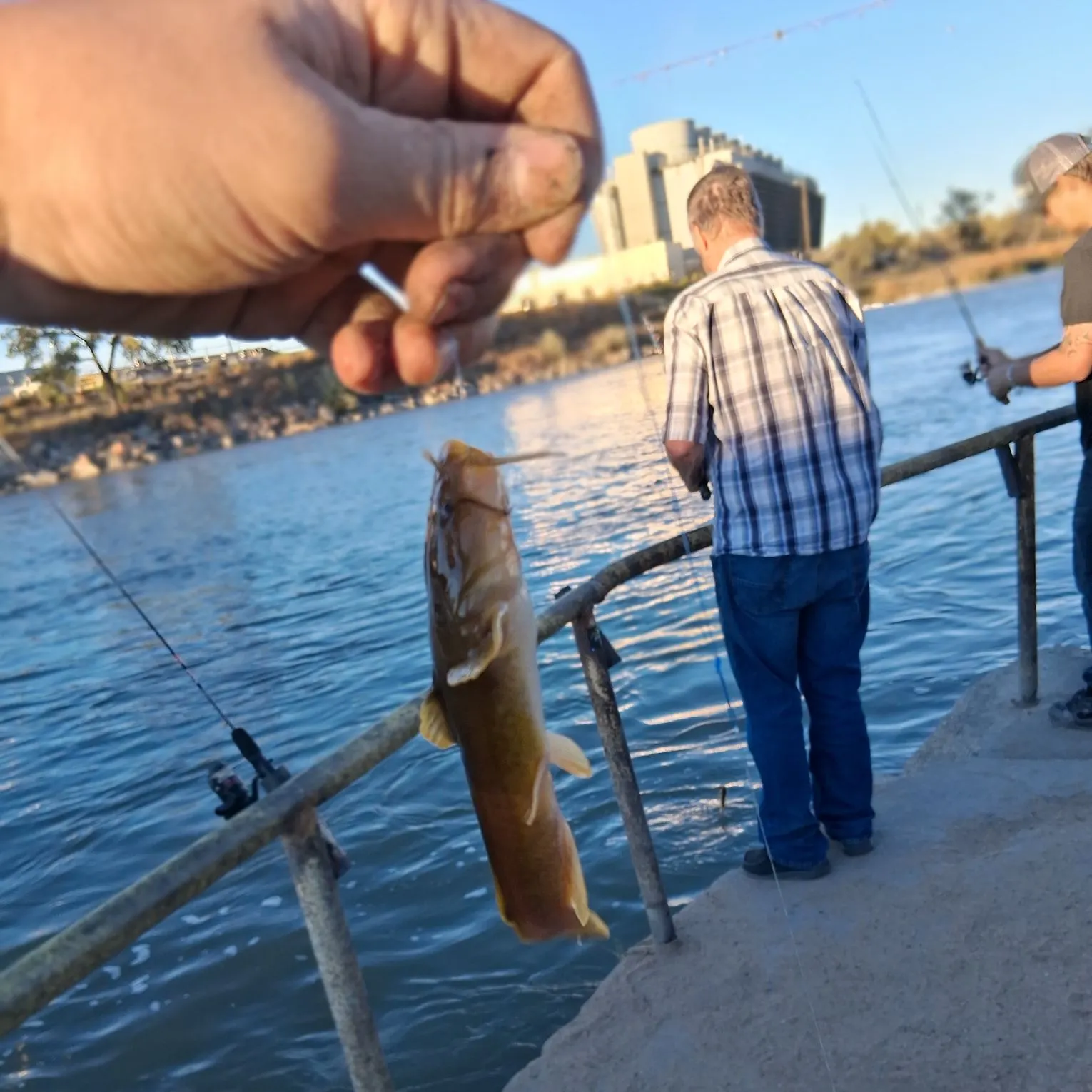 Stonecat caught on Fishbrain