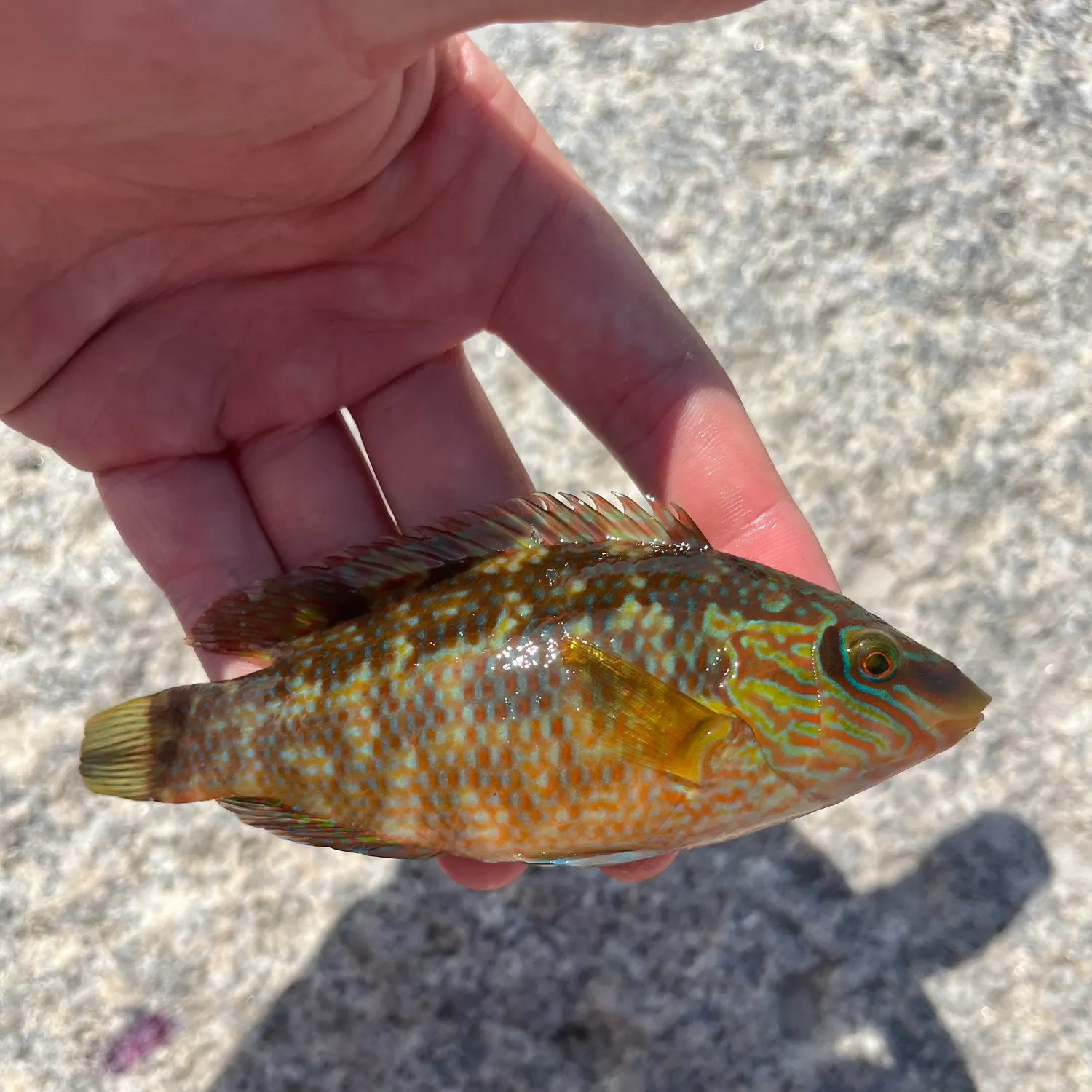 The most recent Corkwing wrasse catches on Fishbrain