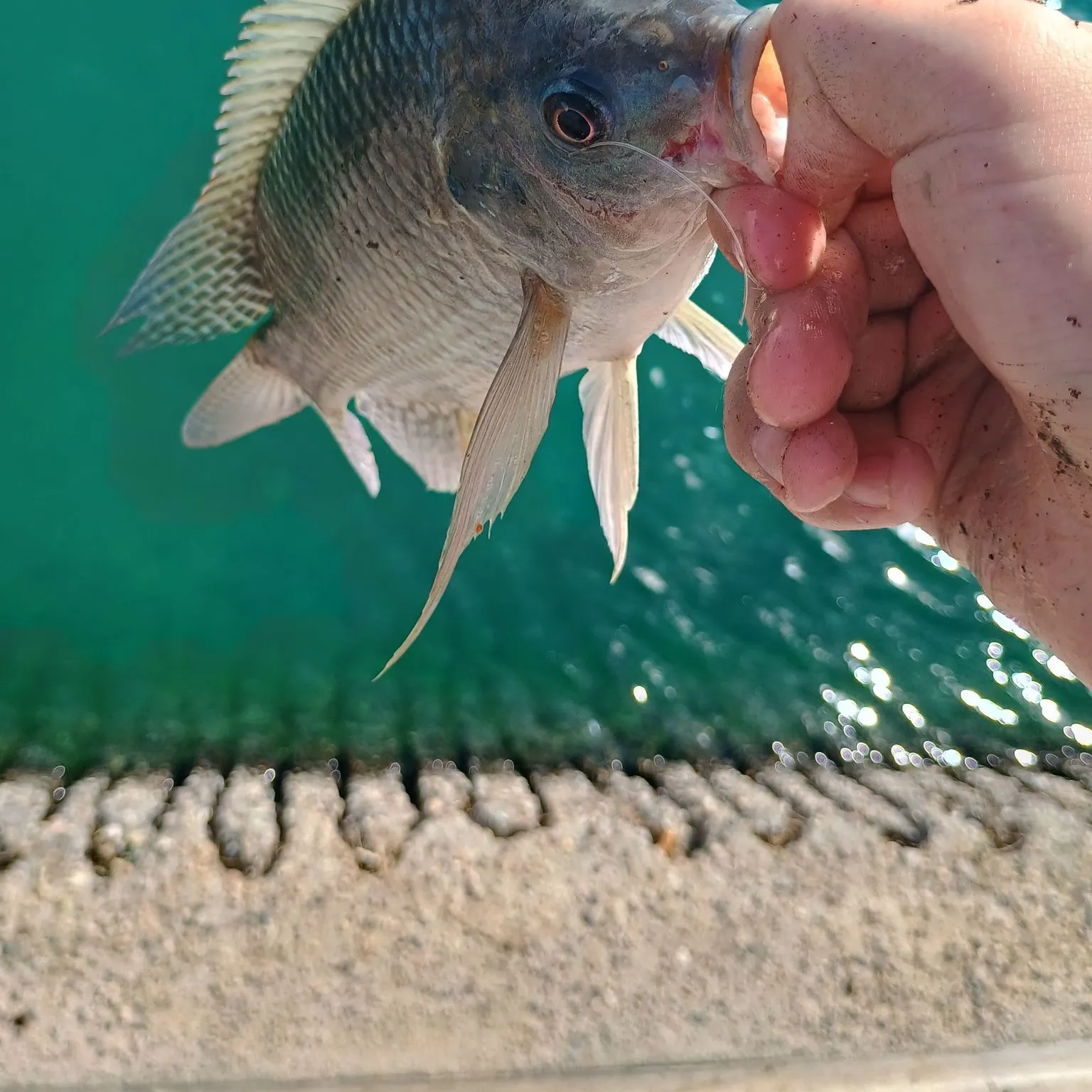 Nile tilapia caught on Fishbrain