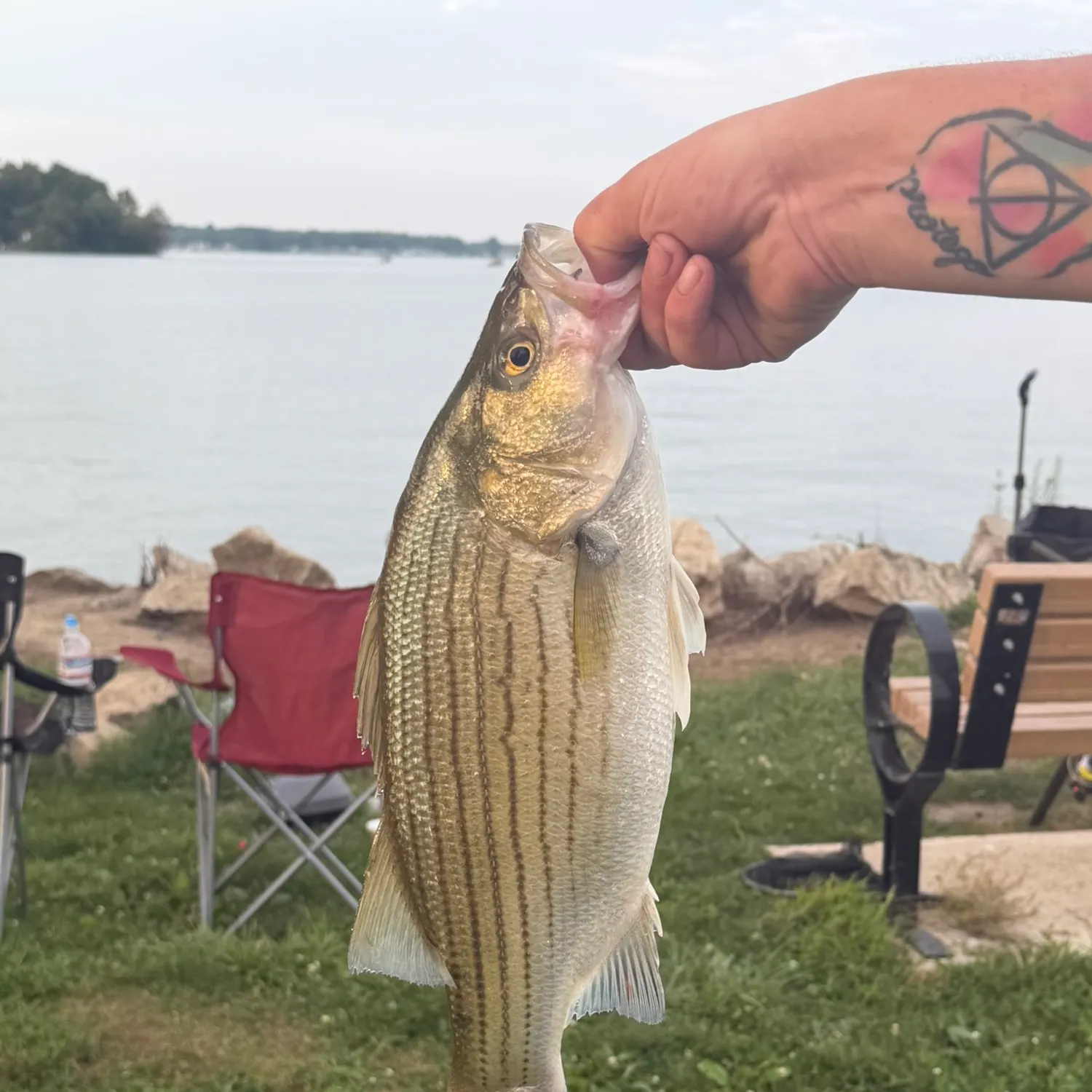 The most recent Wiper catches on Fishbrain