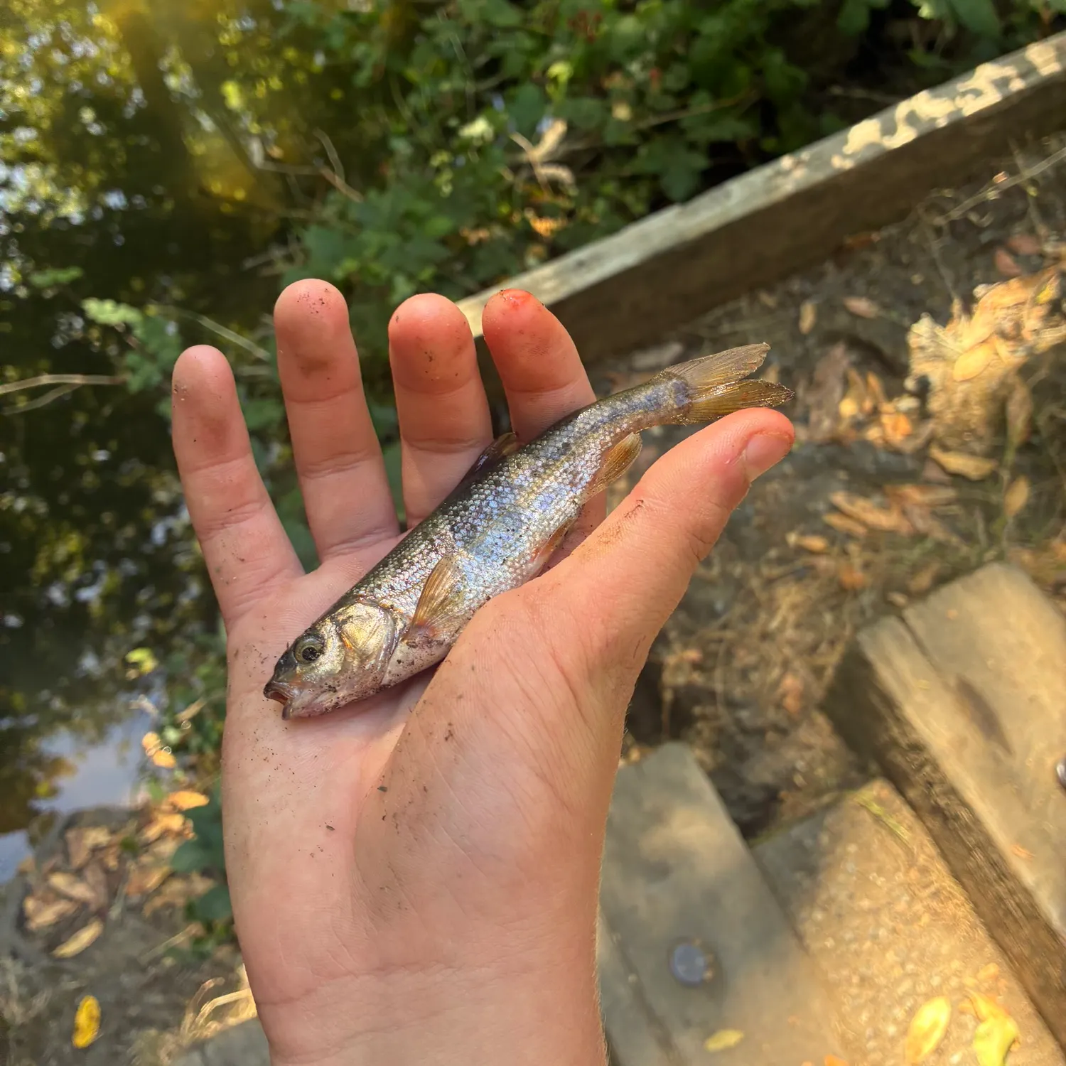 The most recent Mountain whitefish catches on Fishbrain