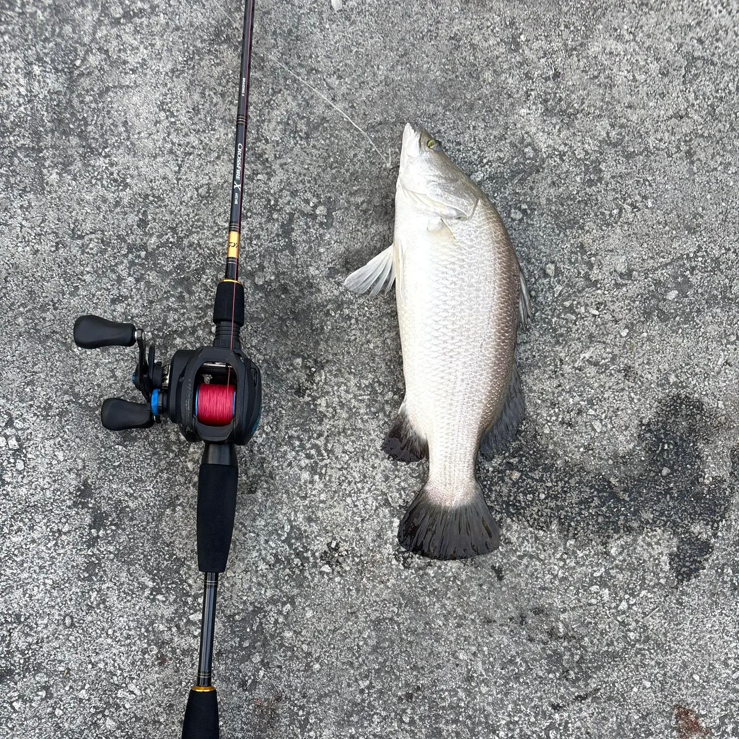 The most recent Barramundi catches on Fishbrain