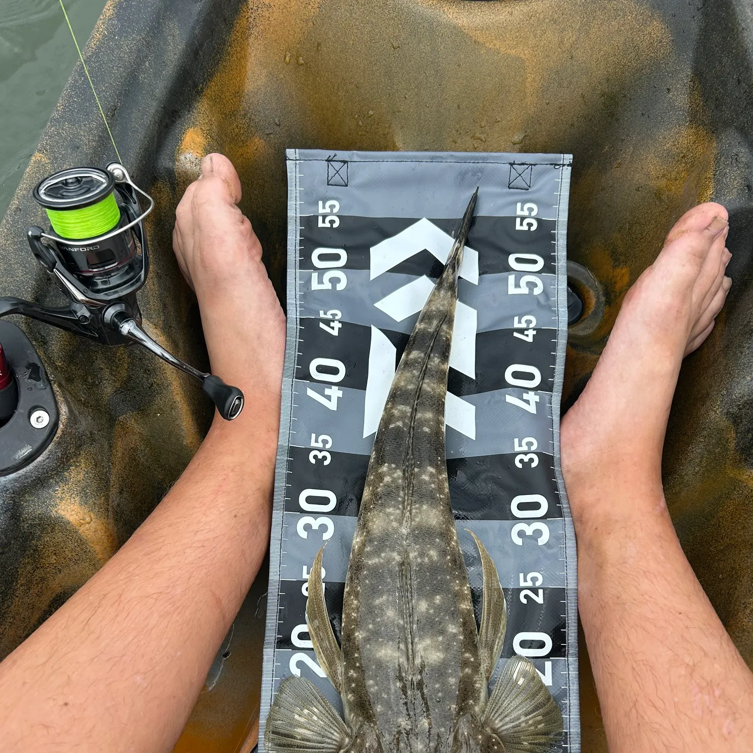 The most recent Dusky flathead catches on Fishbrain