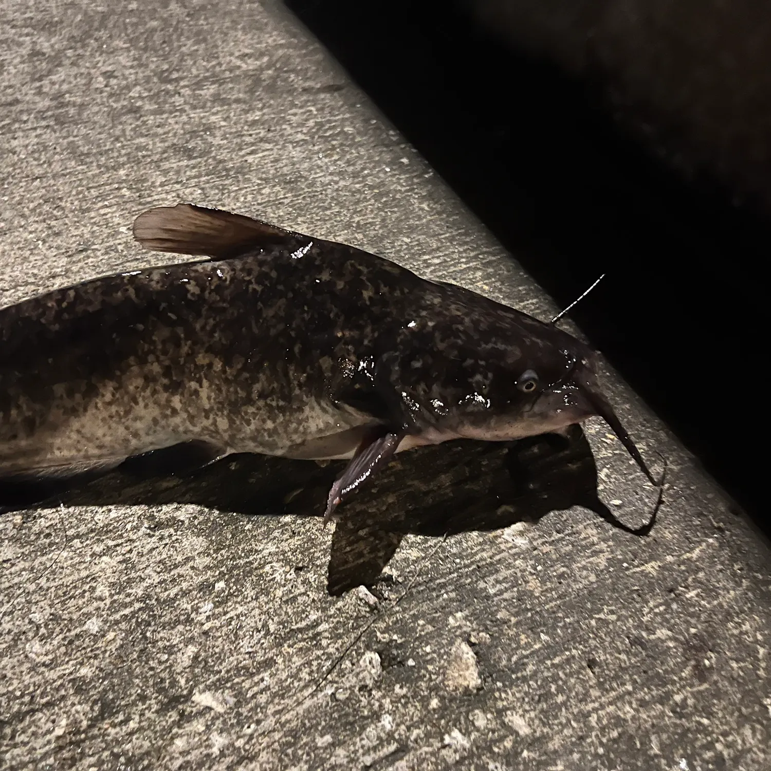 Brown bullhead caught on Fishbrain