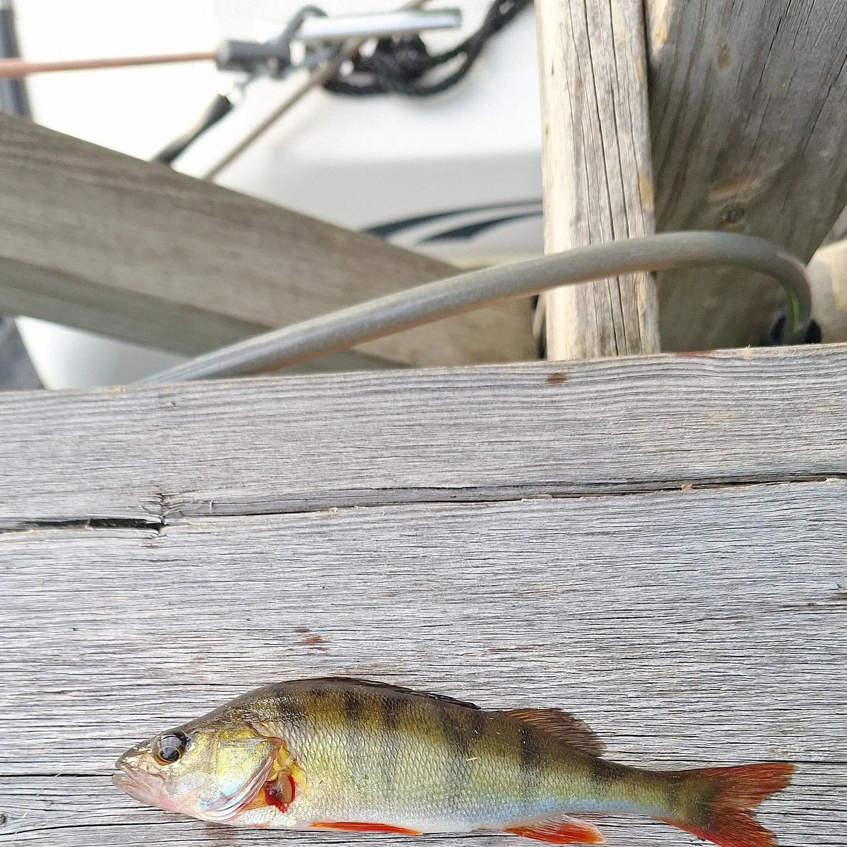 European perch caught on Fishbrain