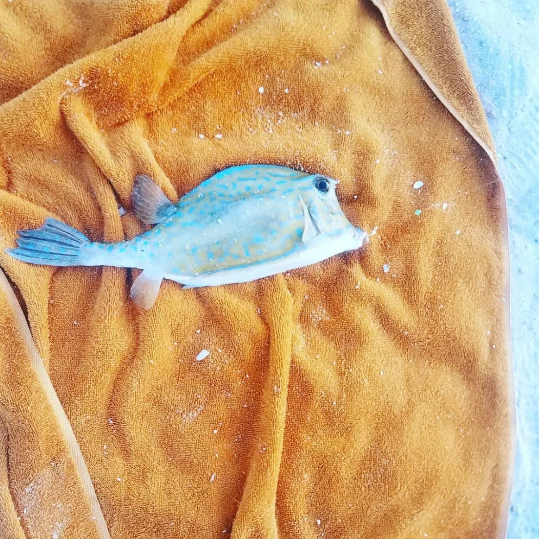 The most recent Smooth trunkfish catches on Fishbrain