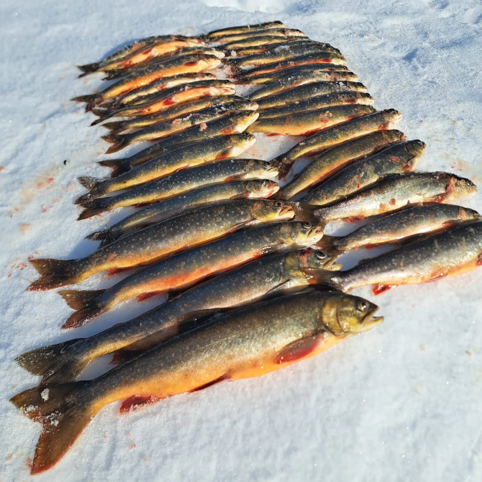 The most recent Arctic char catches on Fishbrain