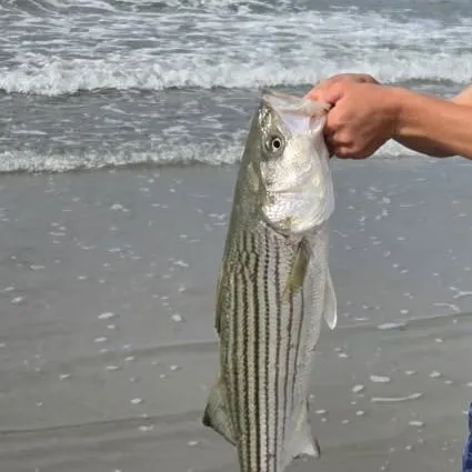 The most recent Striped bass catches on Fishbrain