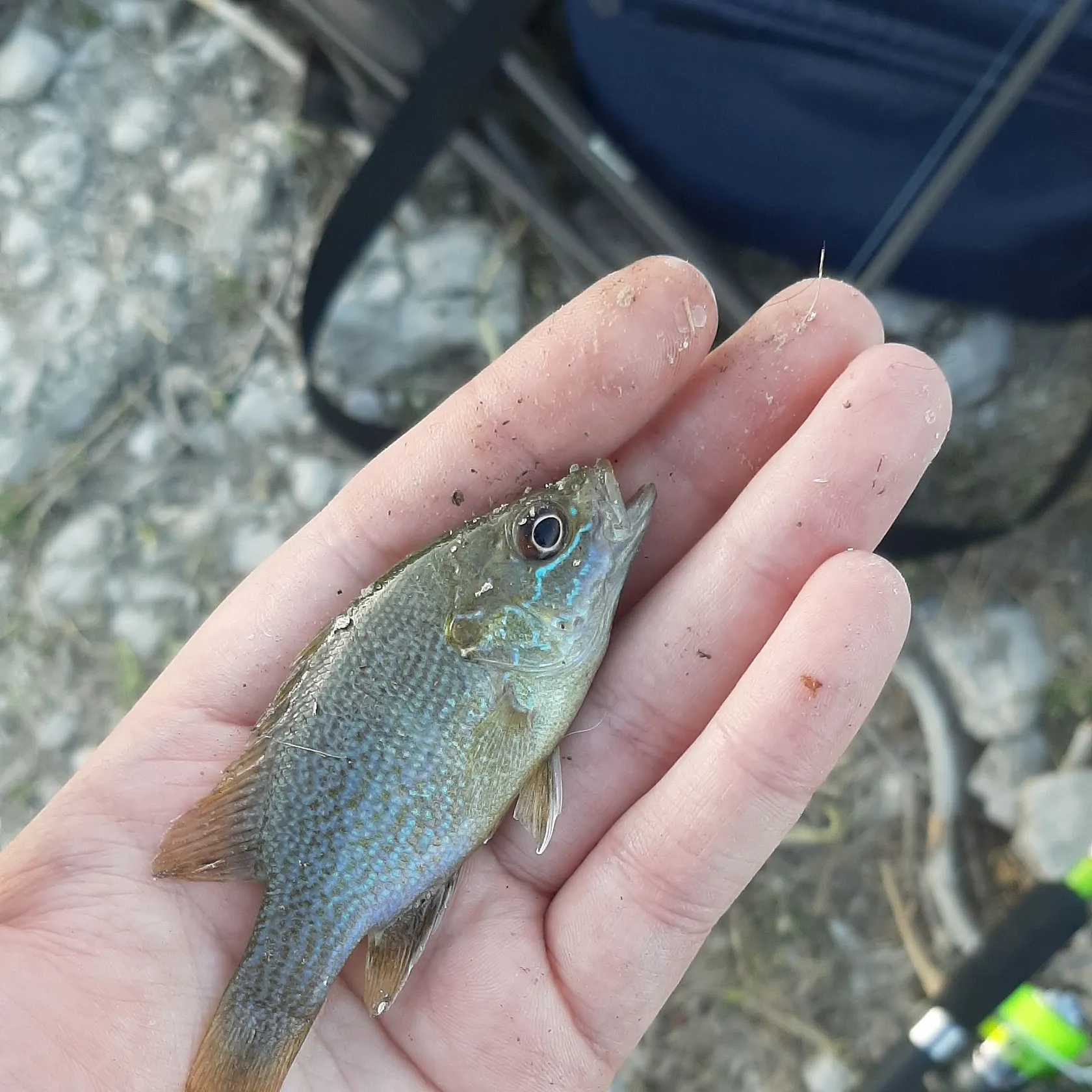 Green sunfish caught on Fishbrain