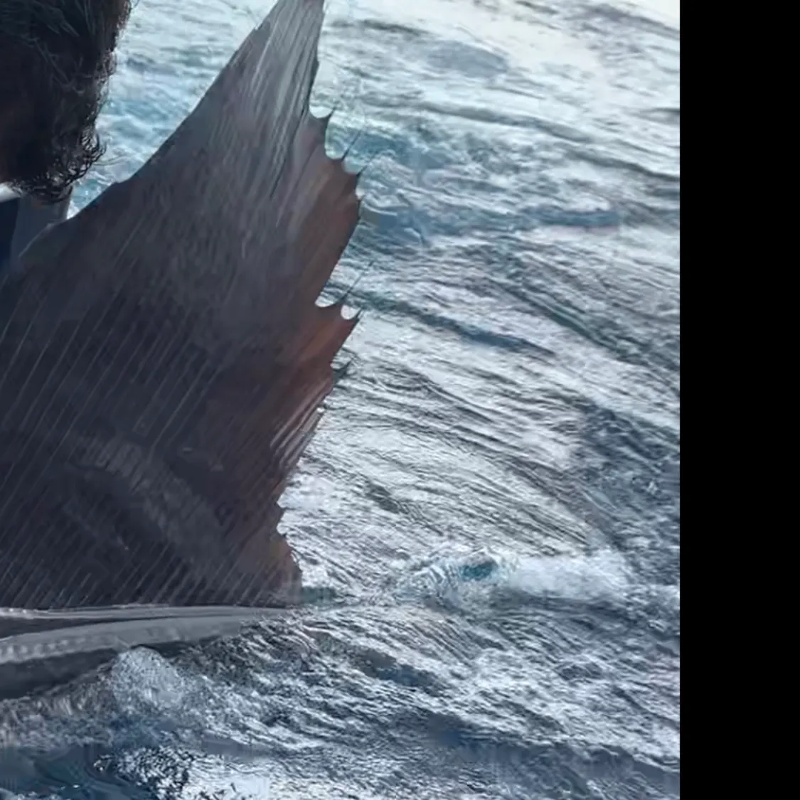 The most recent Atlantic sailfish catches on Fishbrain
