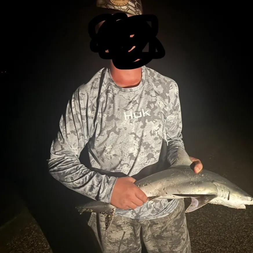 Atlantic sharpnose shark caught on Fishbrain