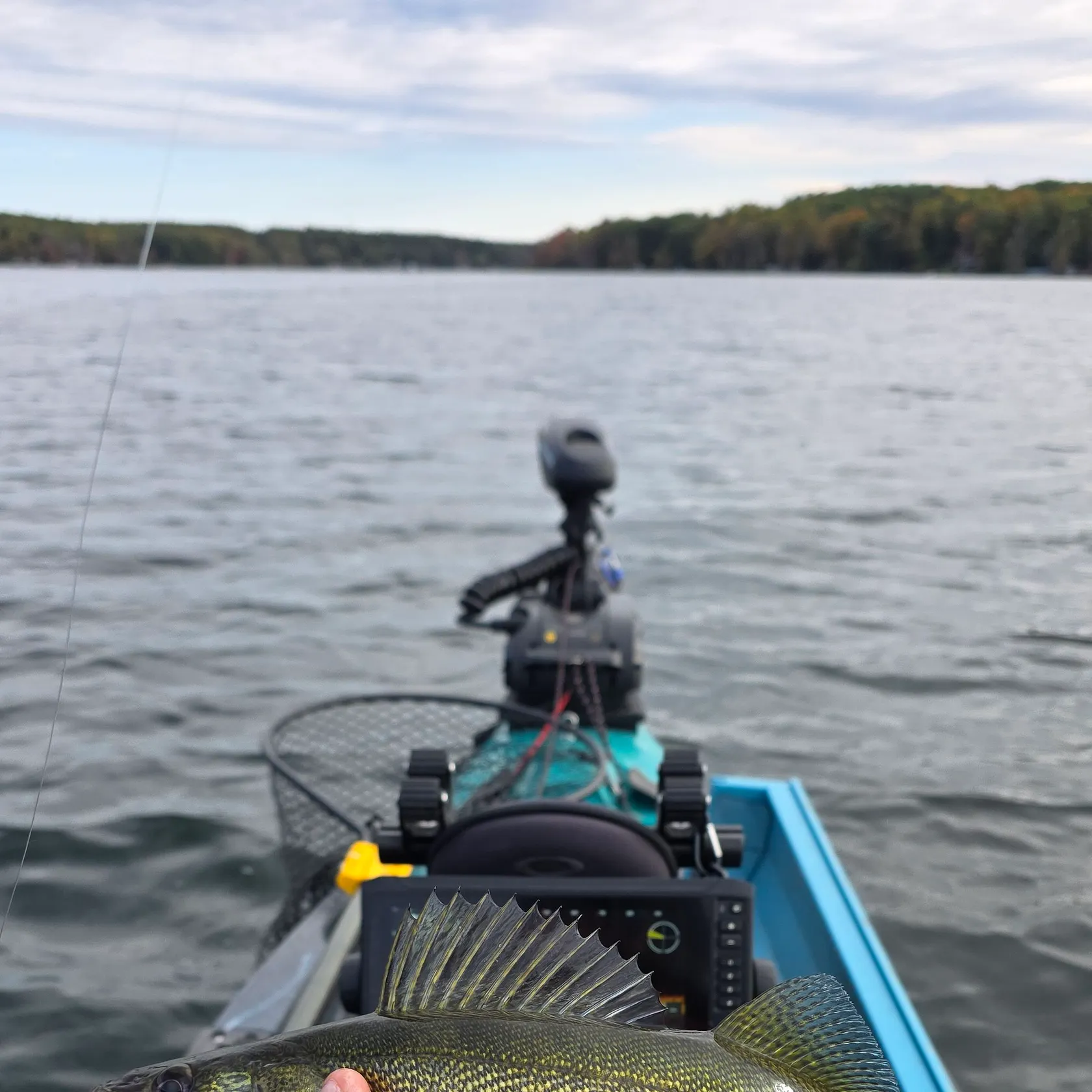 Walleye caught on Fishbrain