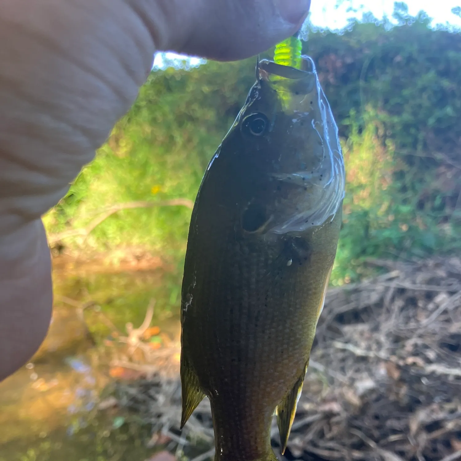 Green sunfish caught on Fishbrain