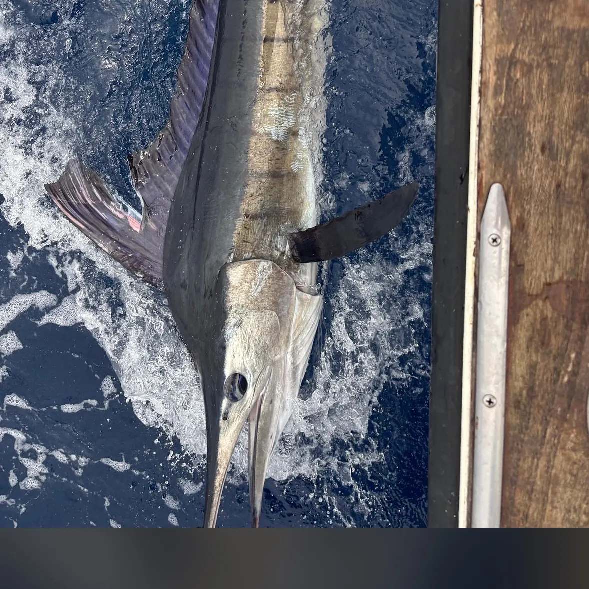 Striped marlin caught on Fishbrain