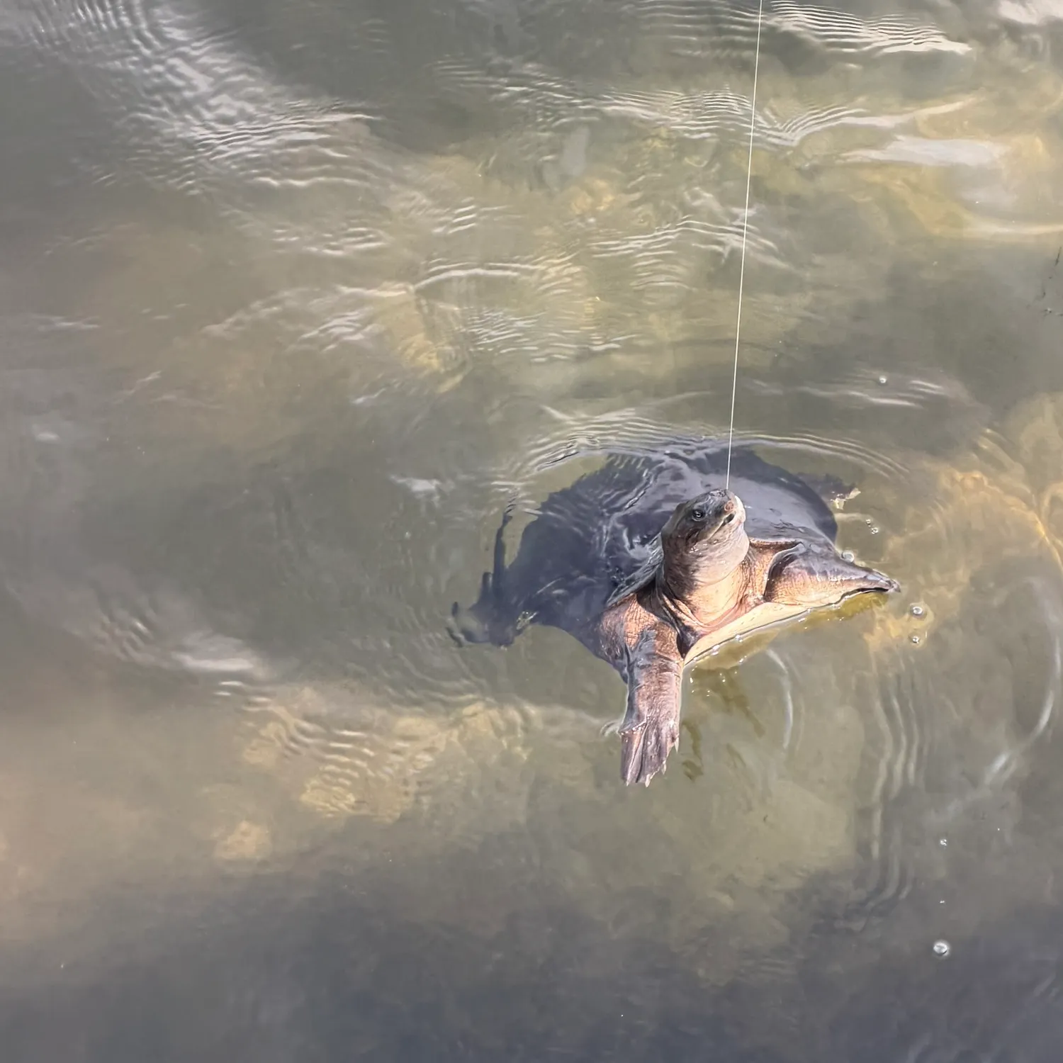 The most recent Florida softshell turtle catches on Fishbrain
