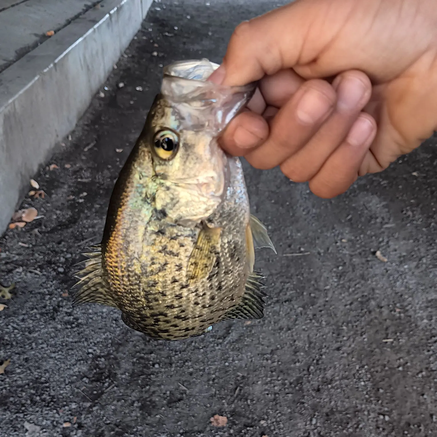 Black crappie caught on Fishbrain