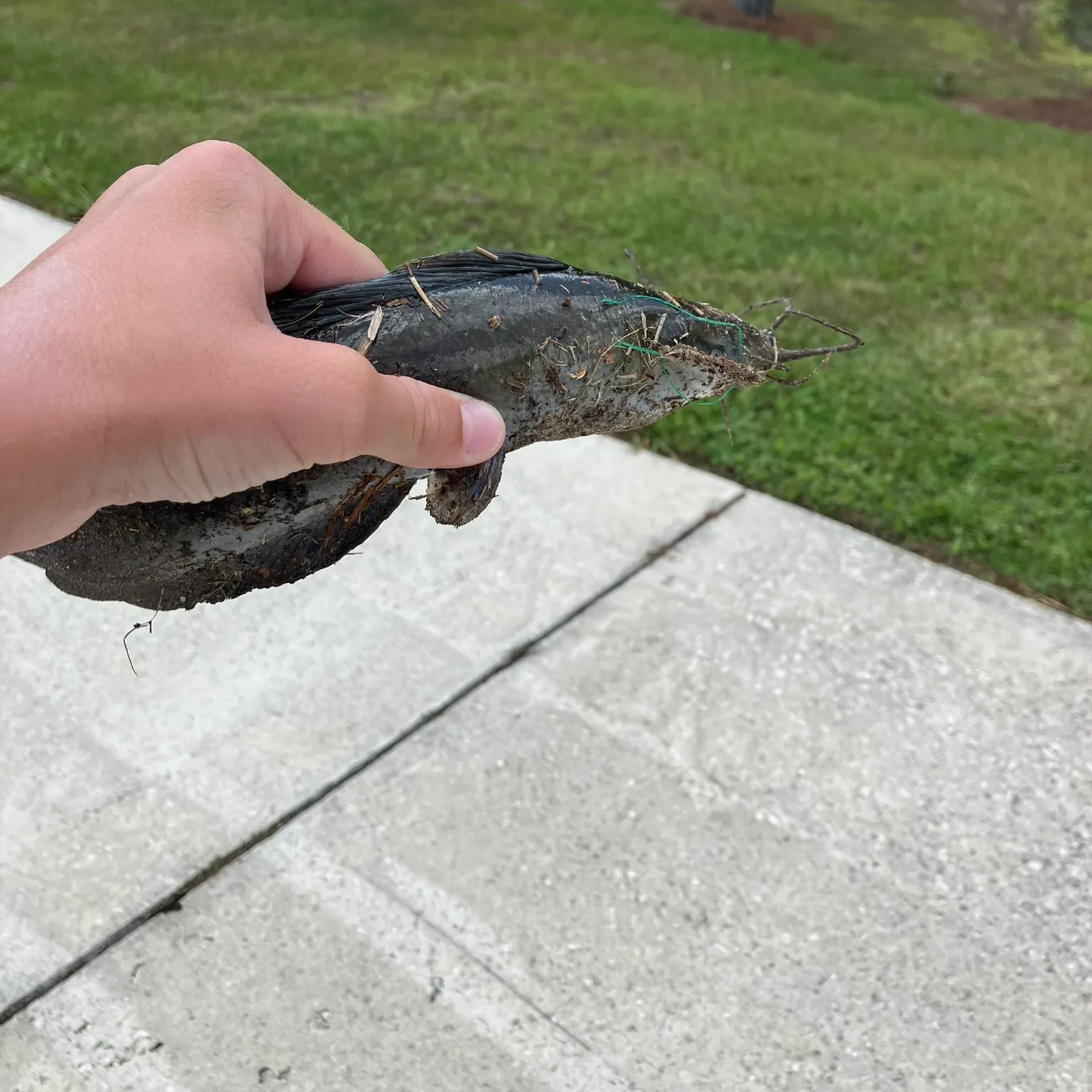 The most recent Walking catfish catches on Fishbrain