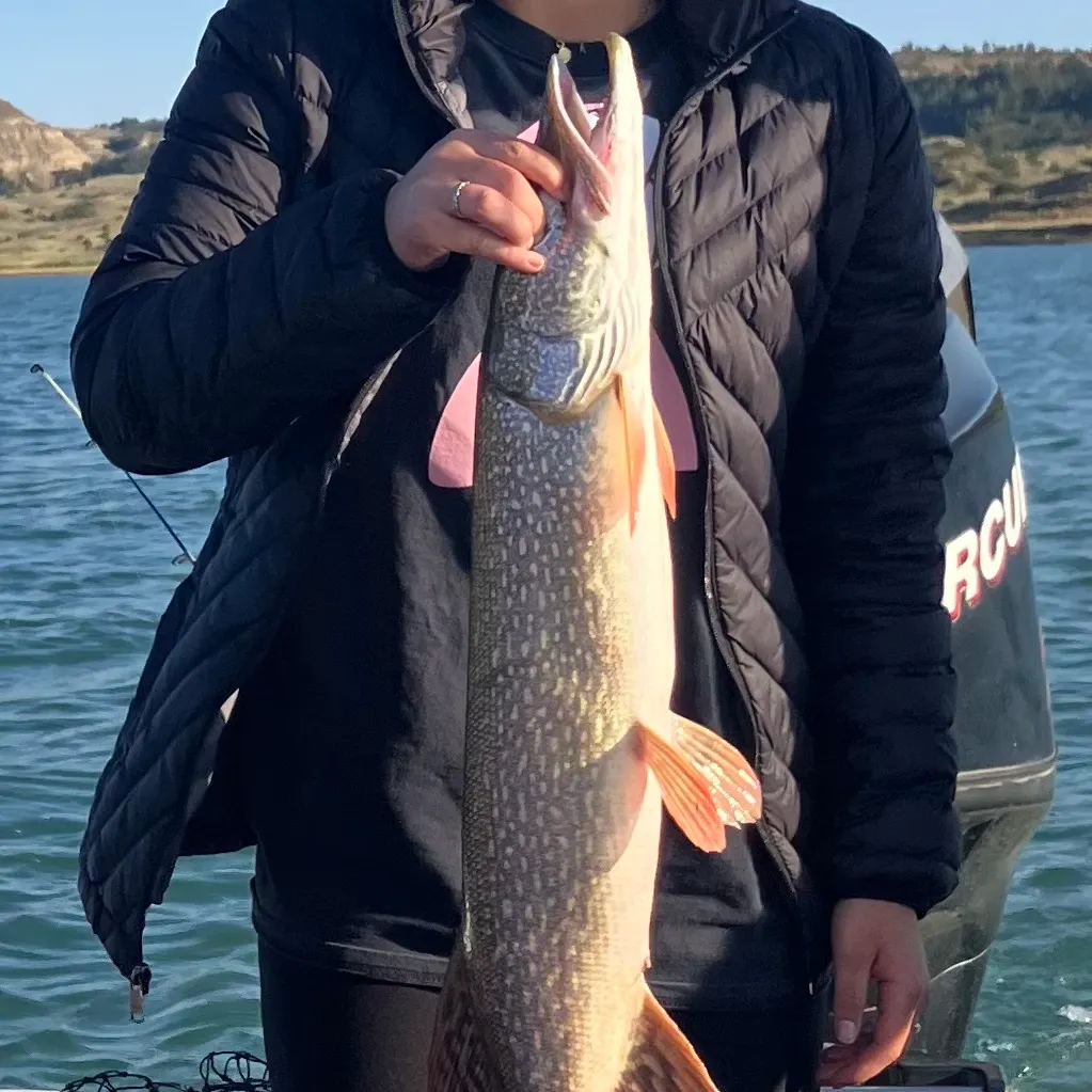 Northern pike caught on Fishbrain