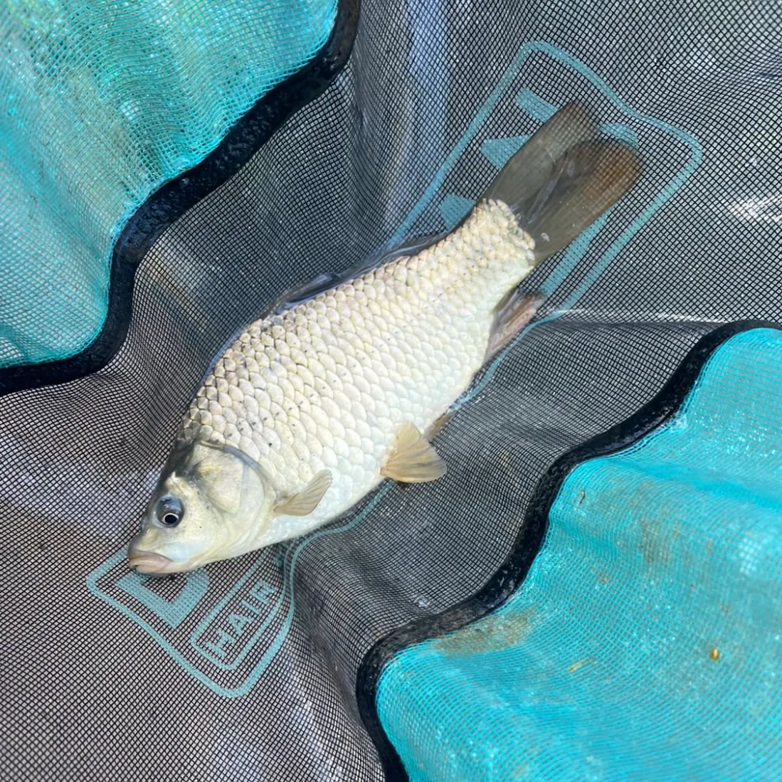 The most recent F1 carp catches on Fishbrain