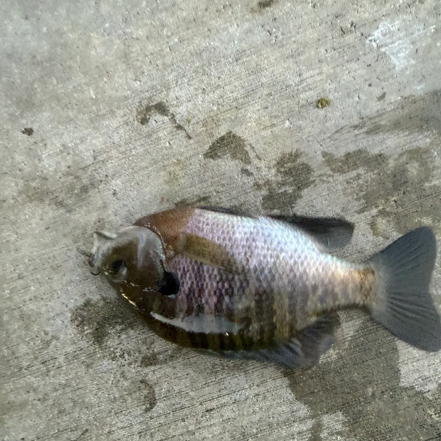 Bluegill caught on Fishbrain