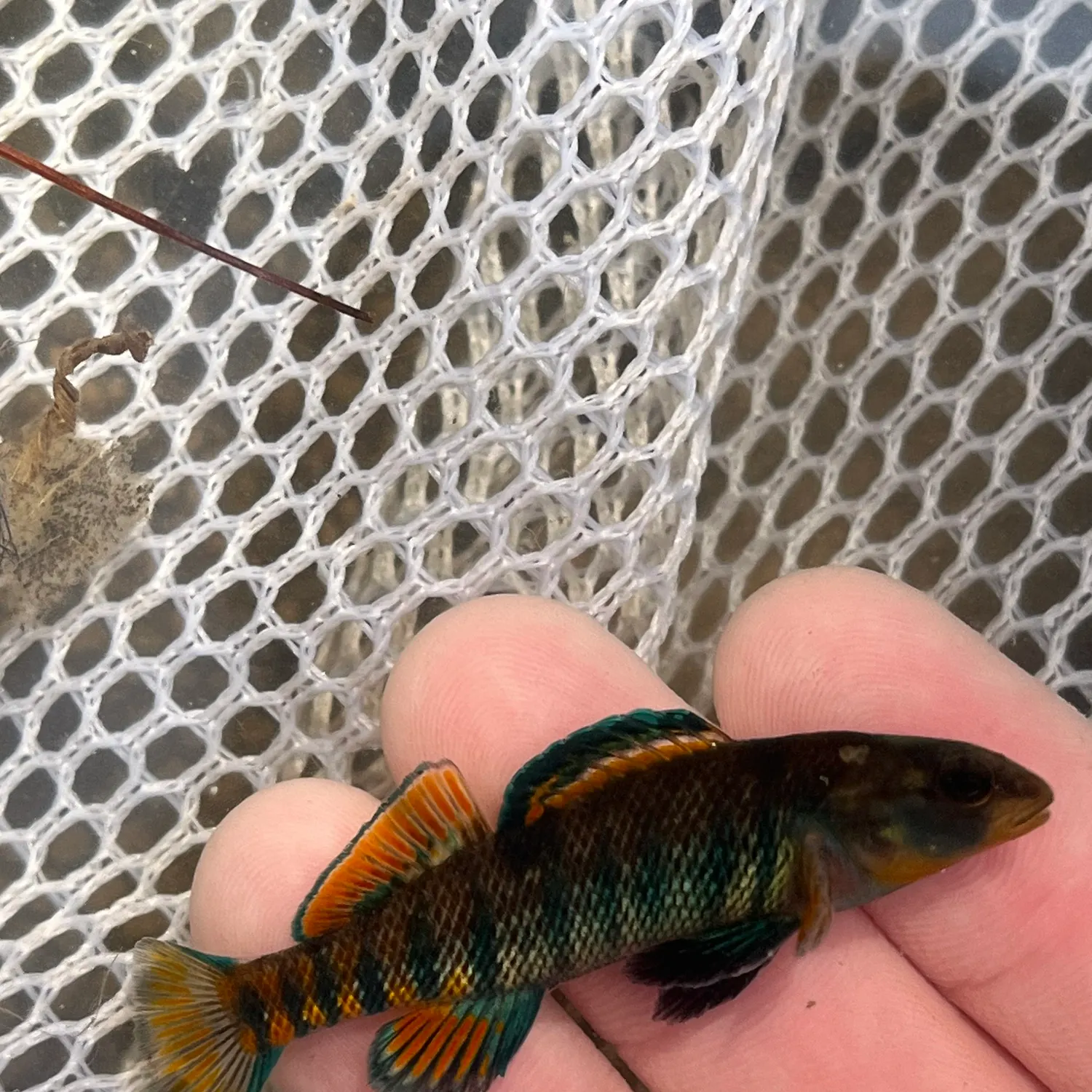 most liked catch image