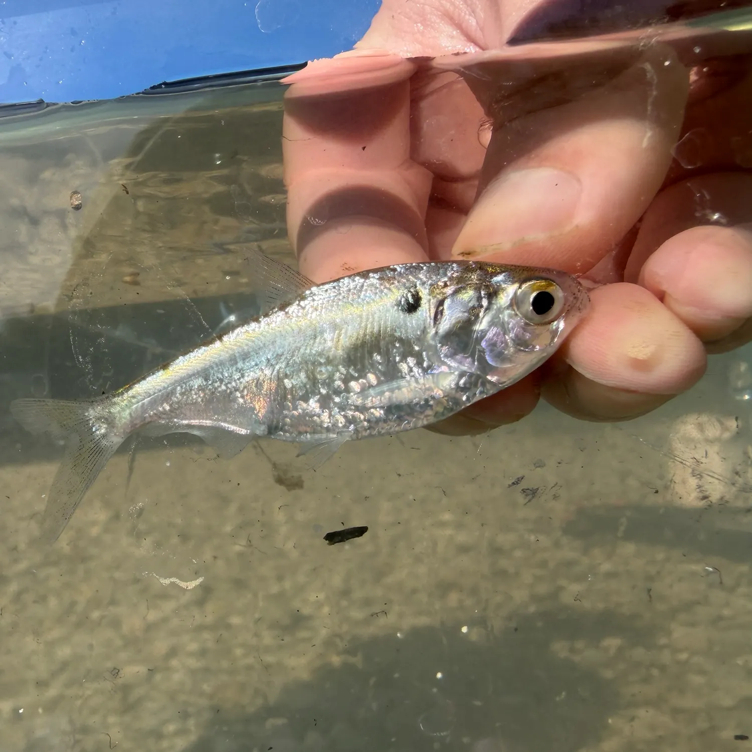 The most recent American gizzard shad catches on Fishbrain