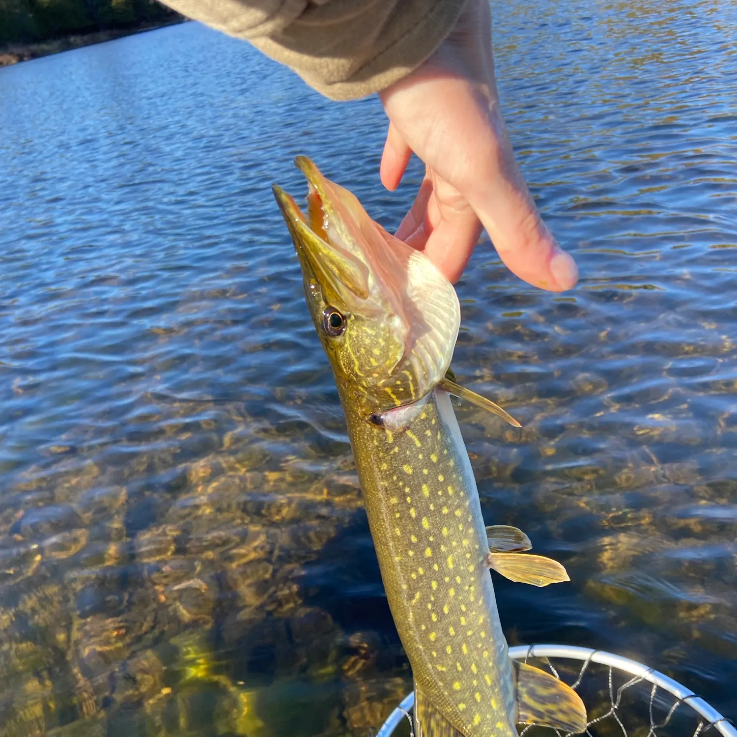 Northern pike caught on Fishbrain