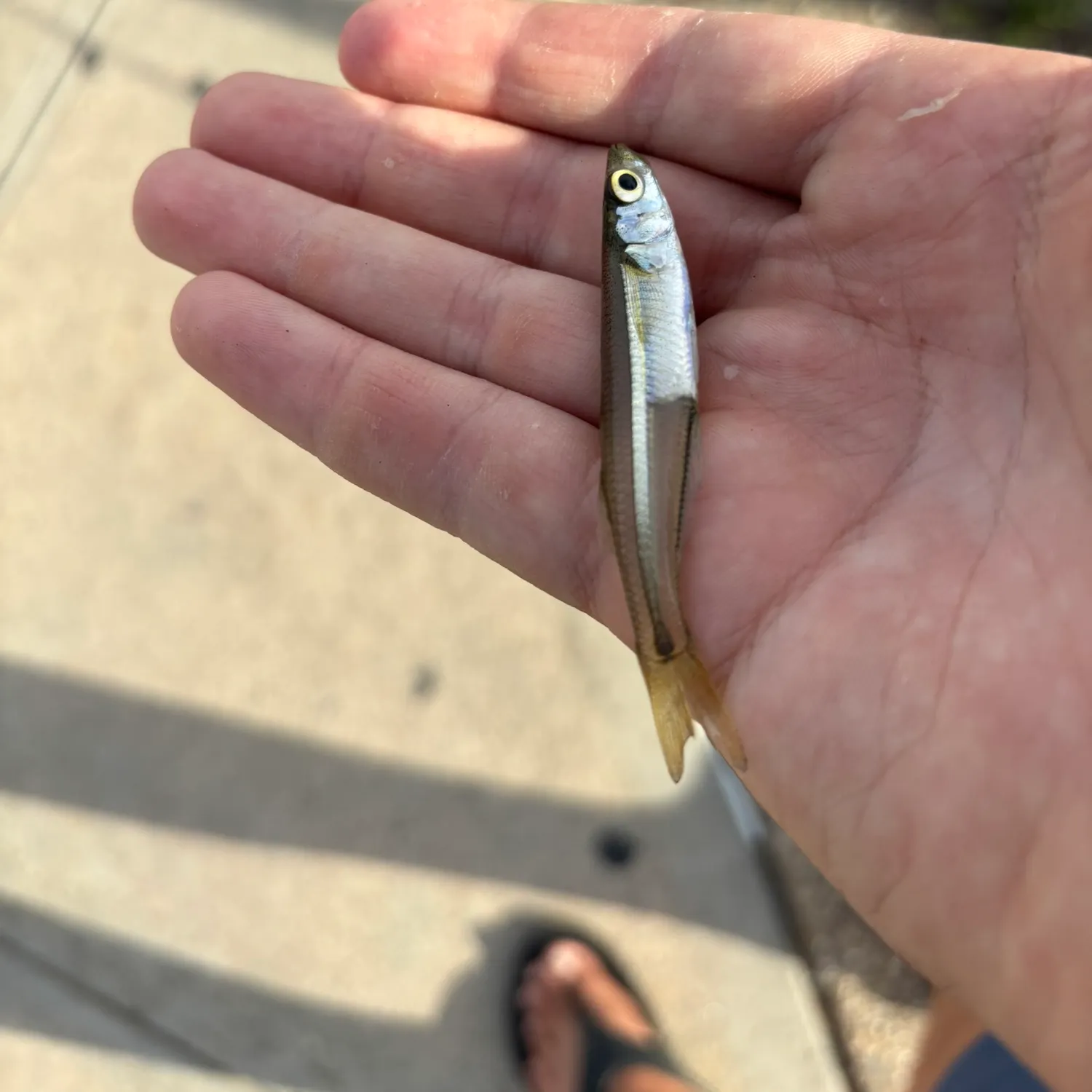 The most recent Atlantic silverside catches on Fishbrain