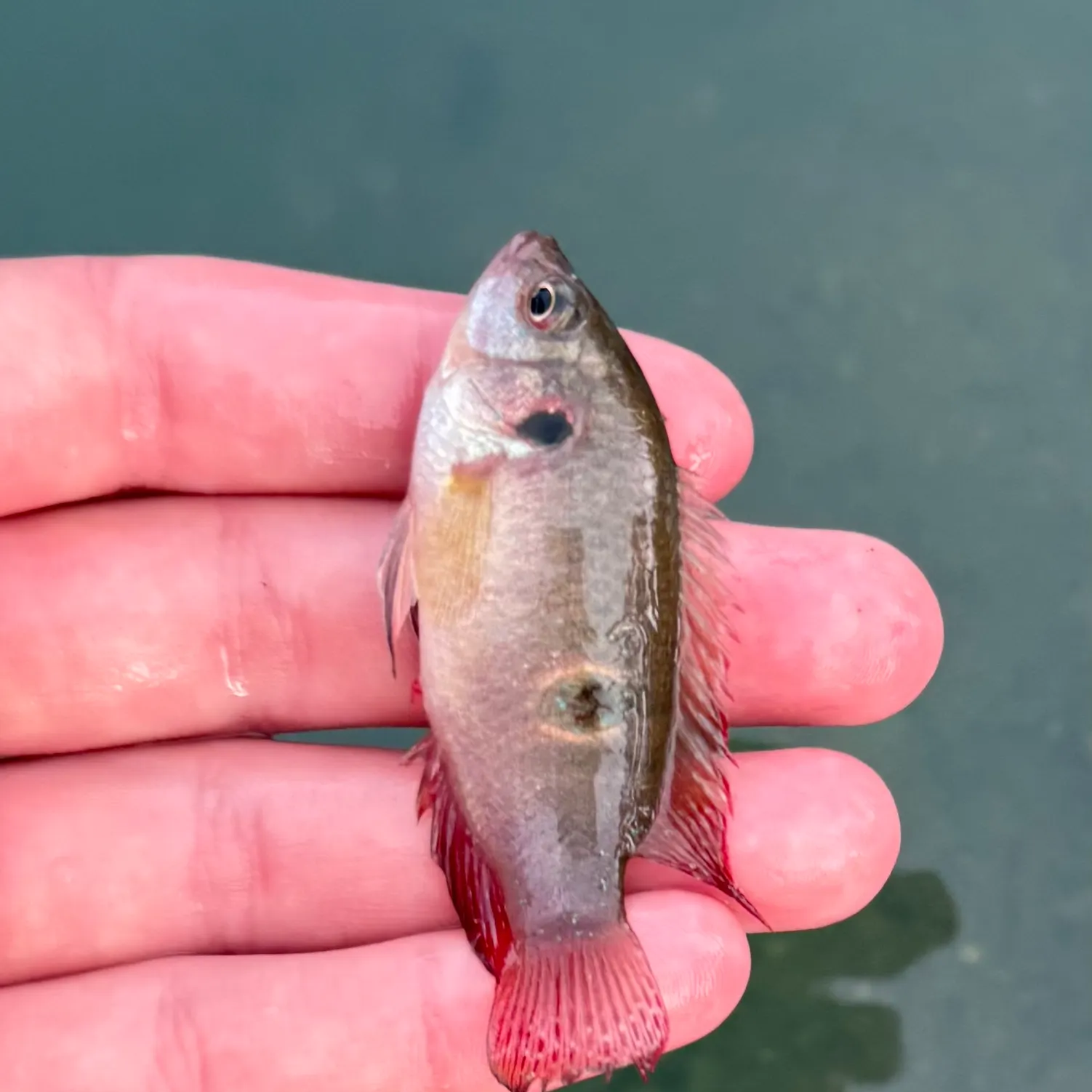 The most recent African Jewelfish catches on Fishbrain