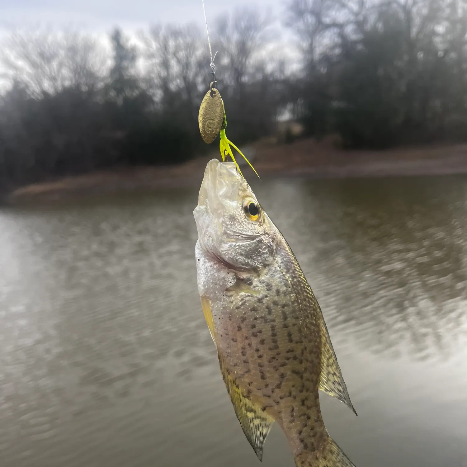 The most recent Black crappie catches on Fishbrain