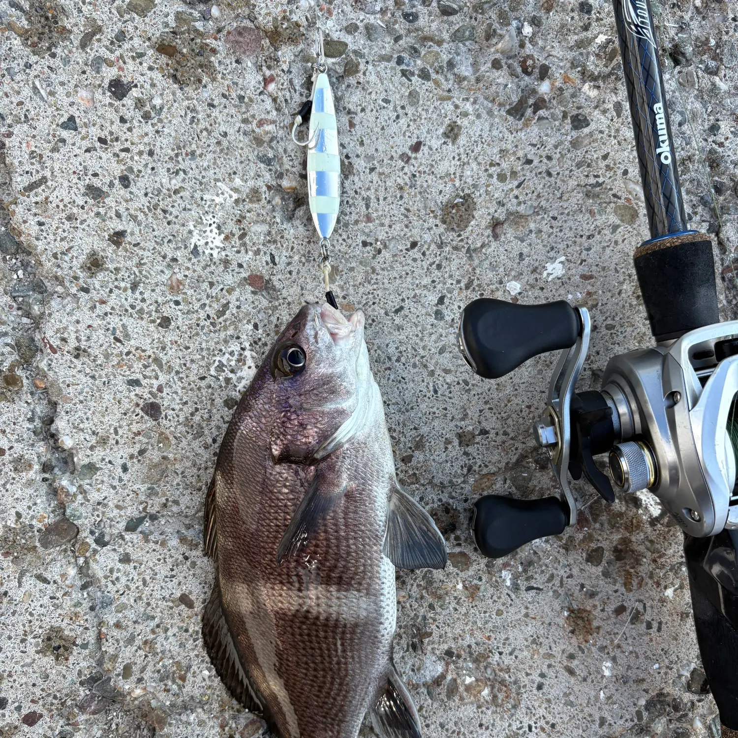 The most recent Black croaker catches on Fishbrain