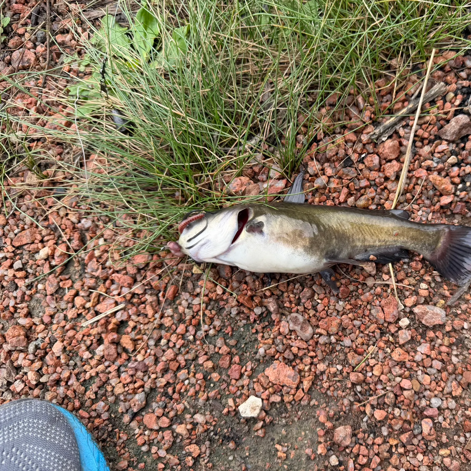 Fish caught on Fishbrain