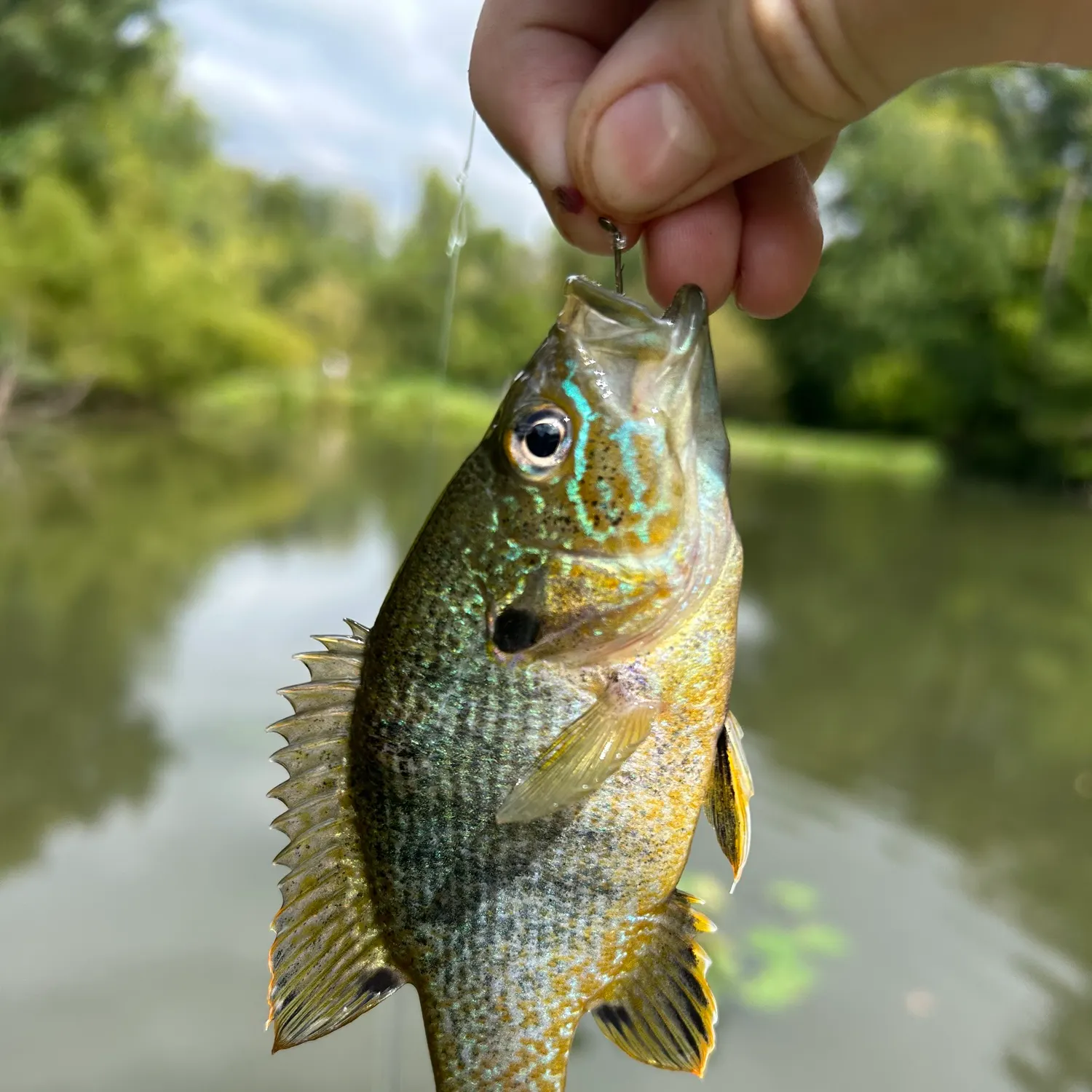 Greengill hybrid caught on Fishbrain