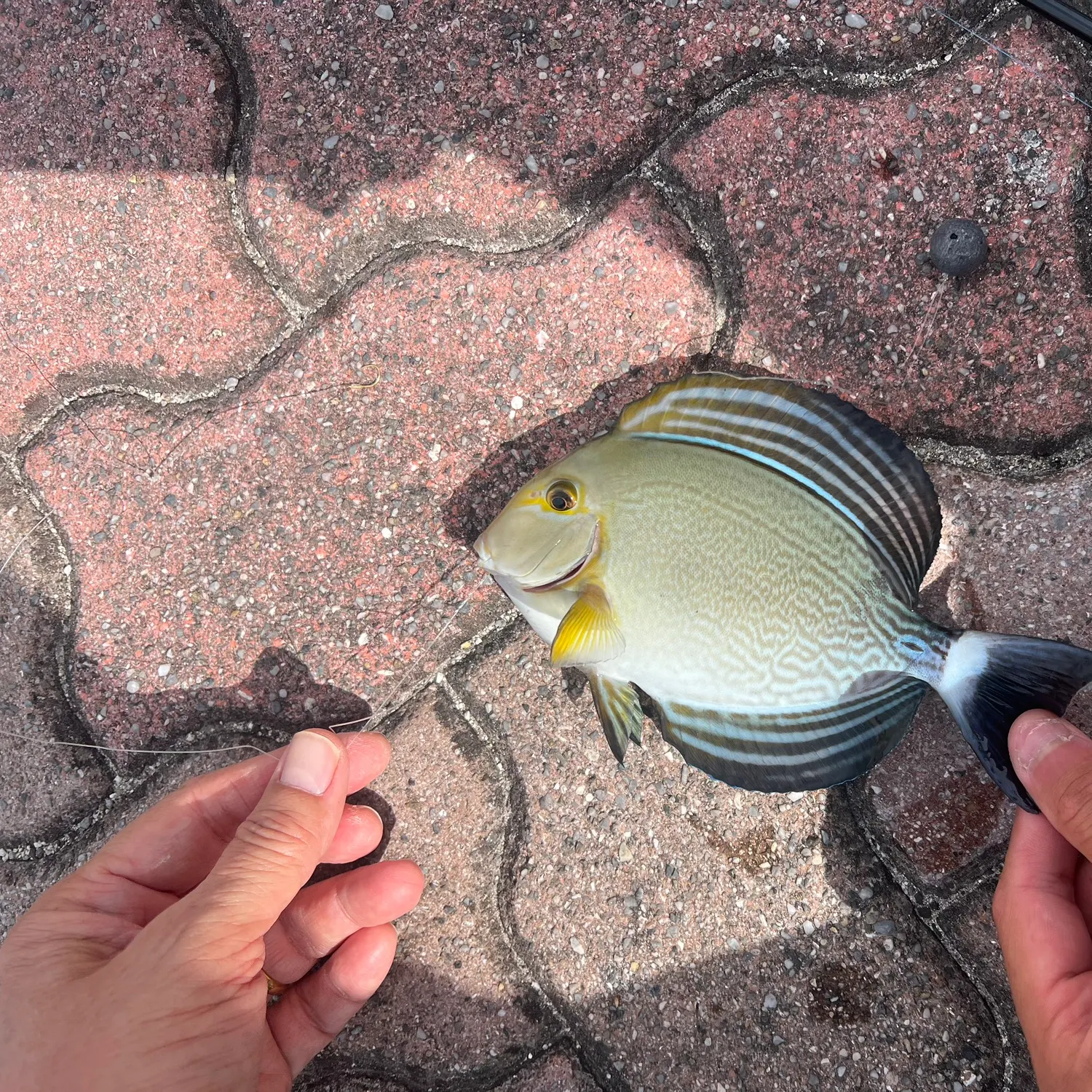 The most recent Yellowfin surgeonfish catches on Fishbrain