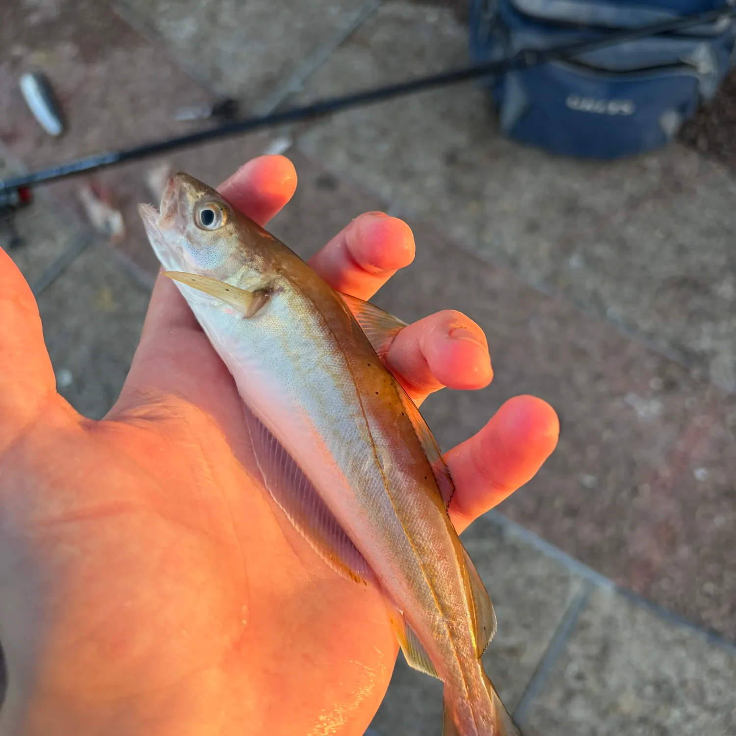 Whiting caught on Fishbrain